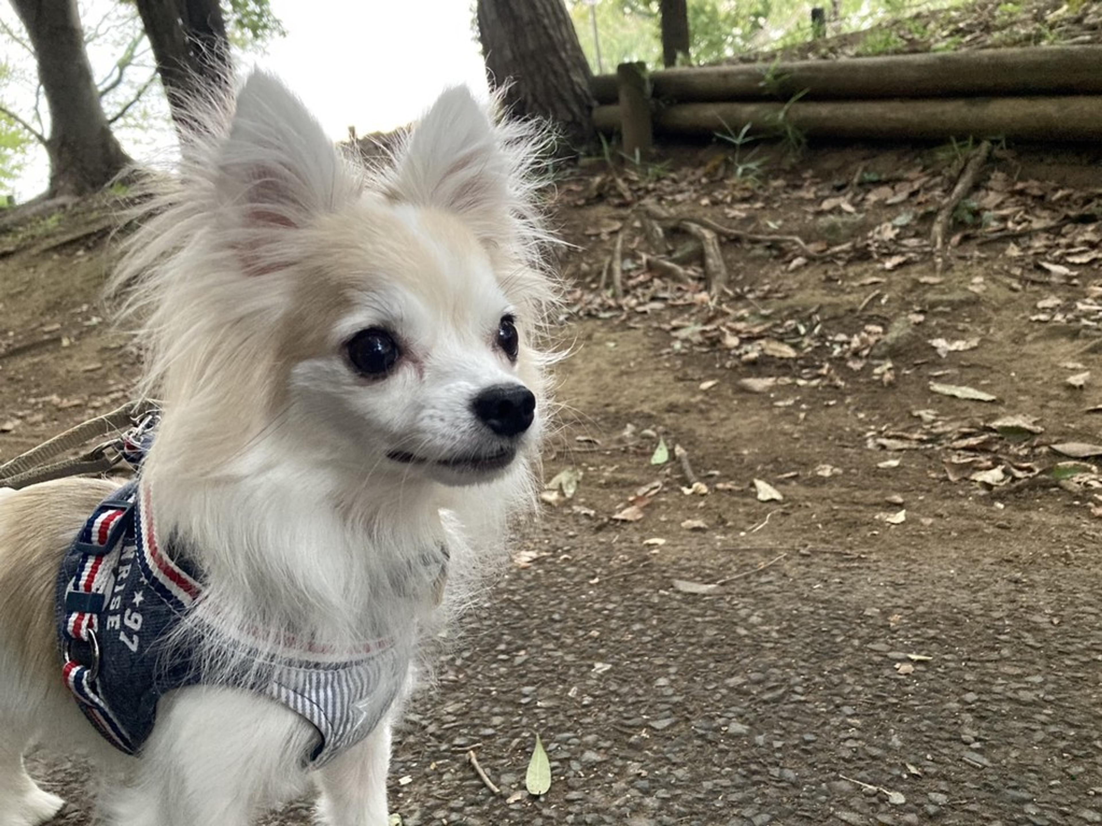 pet-image-3