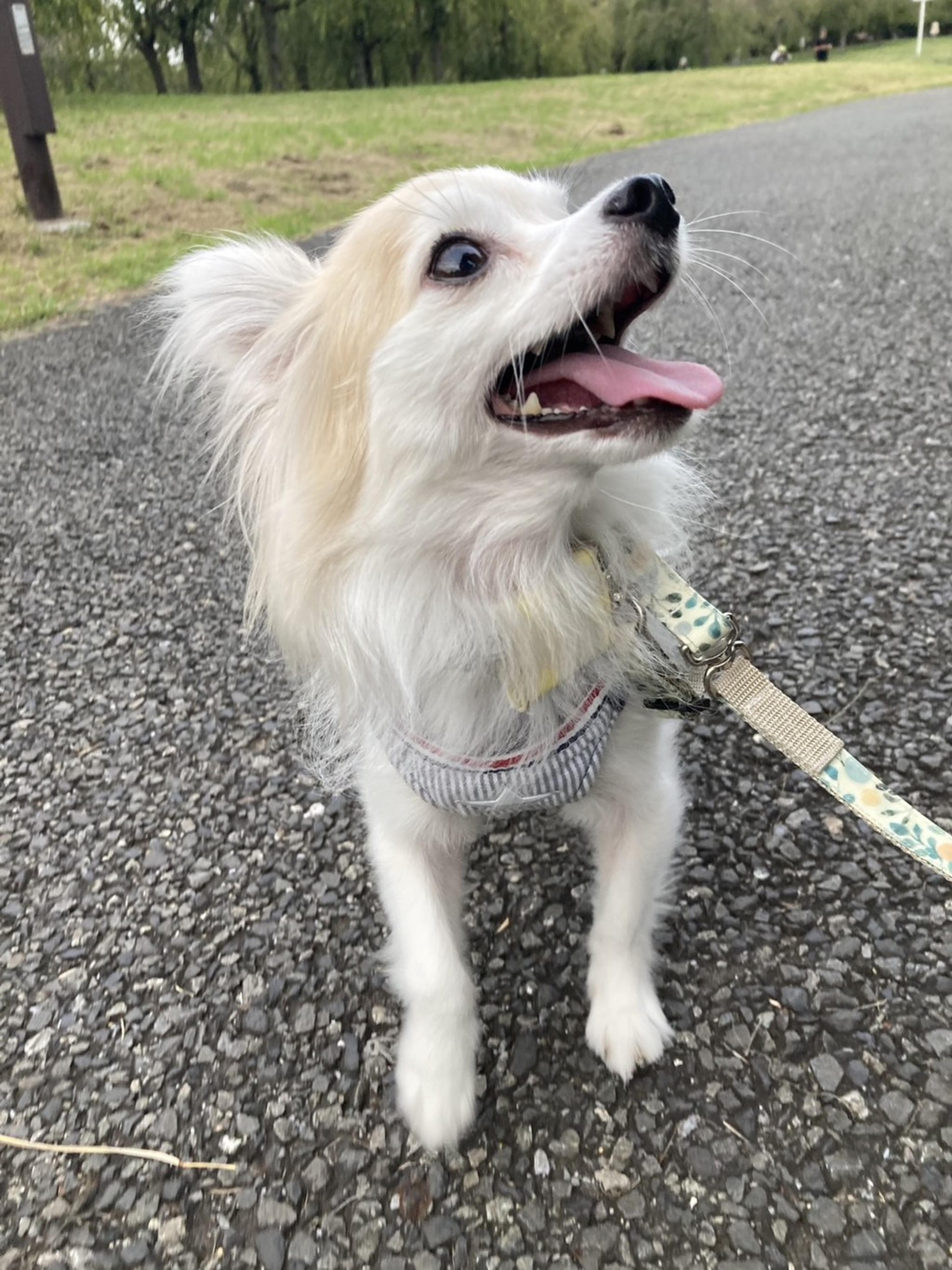 pet-image-4