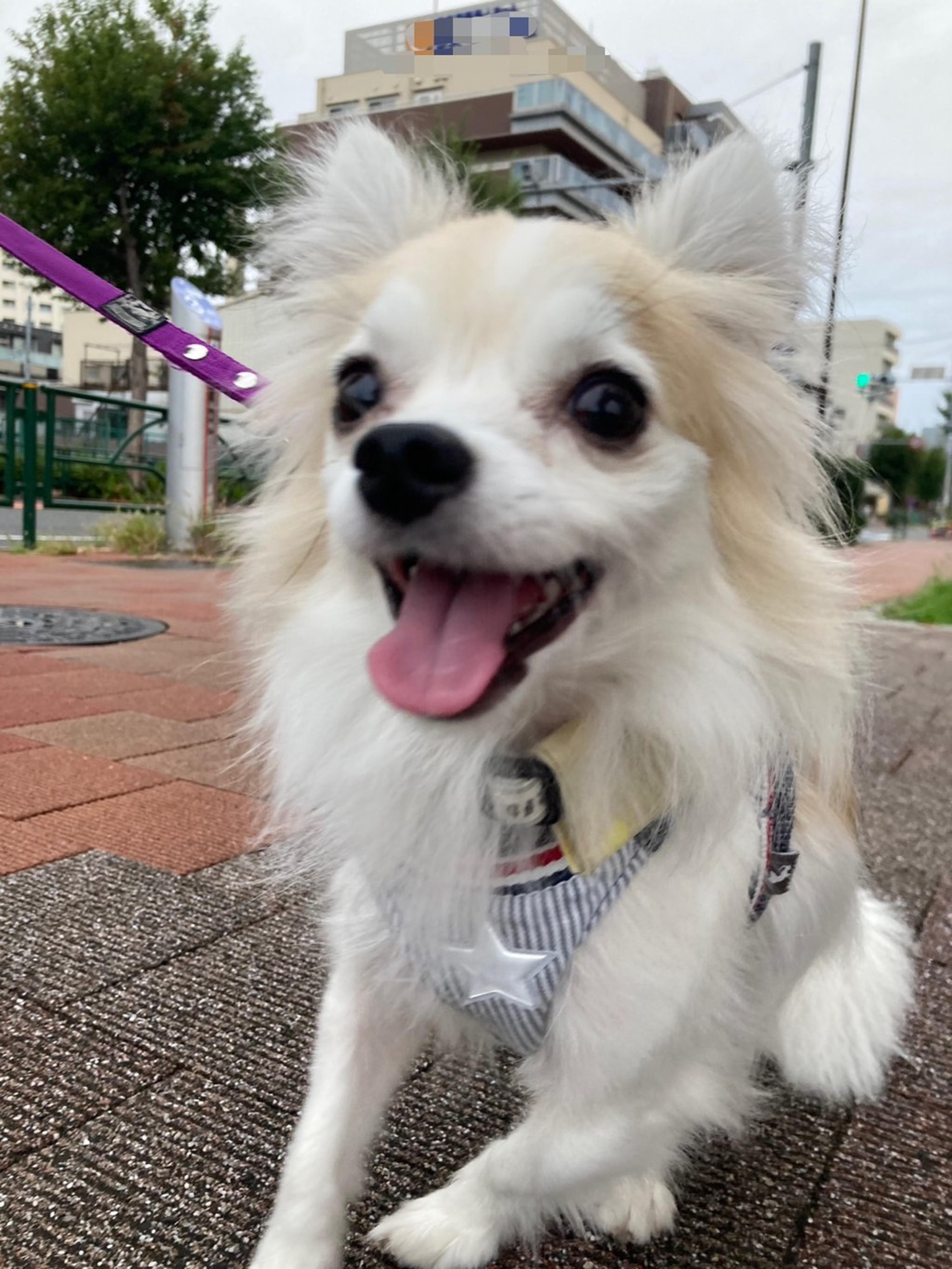 pet-image-5