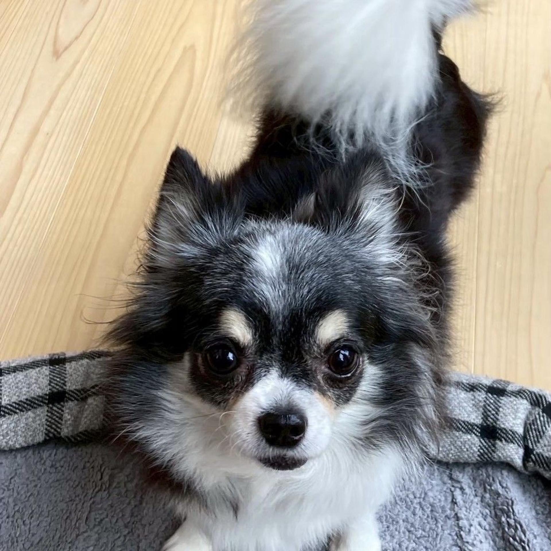 pet-image-5