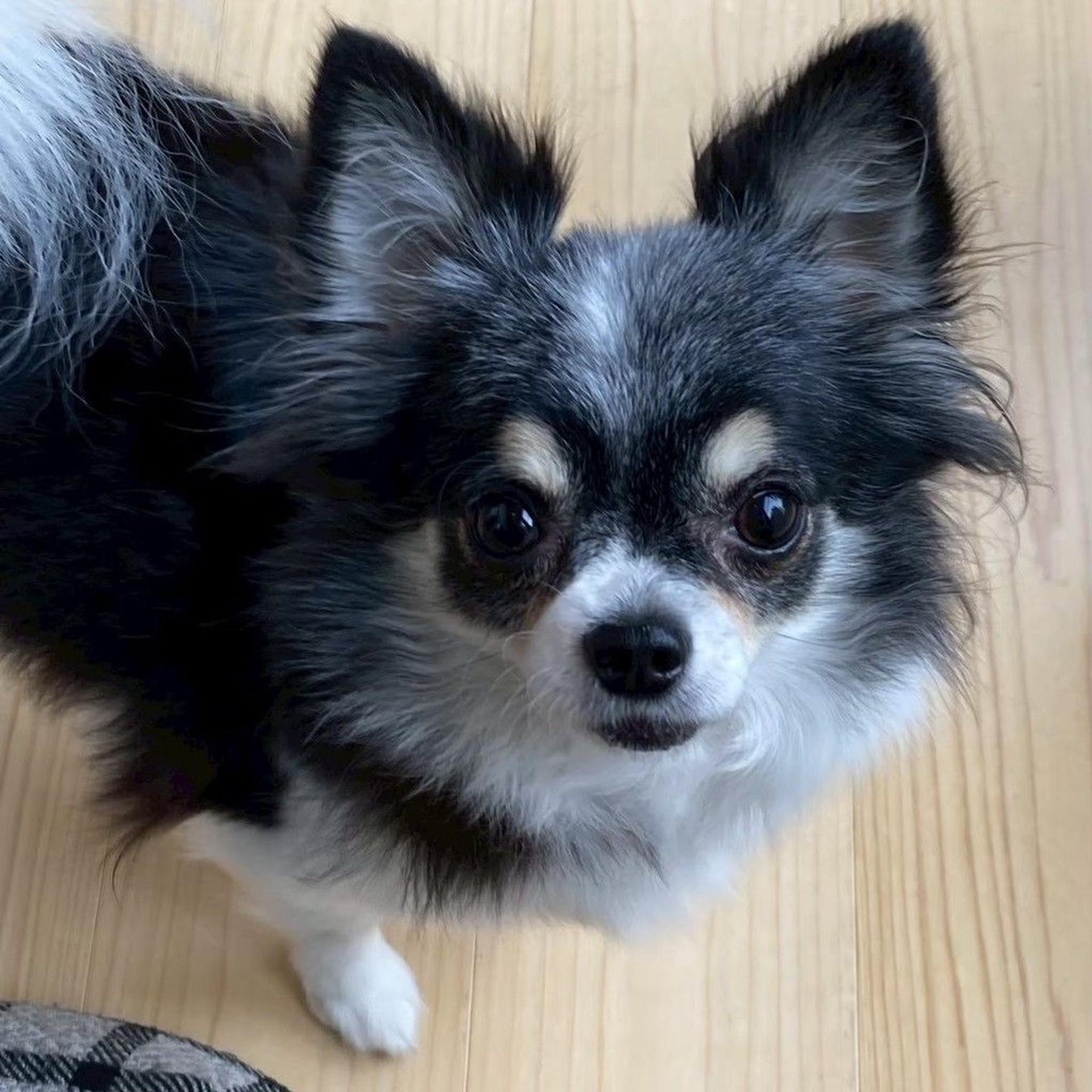 pet-image-4