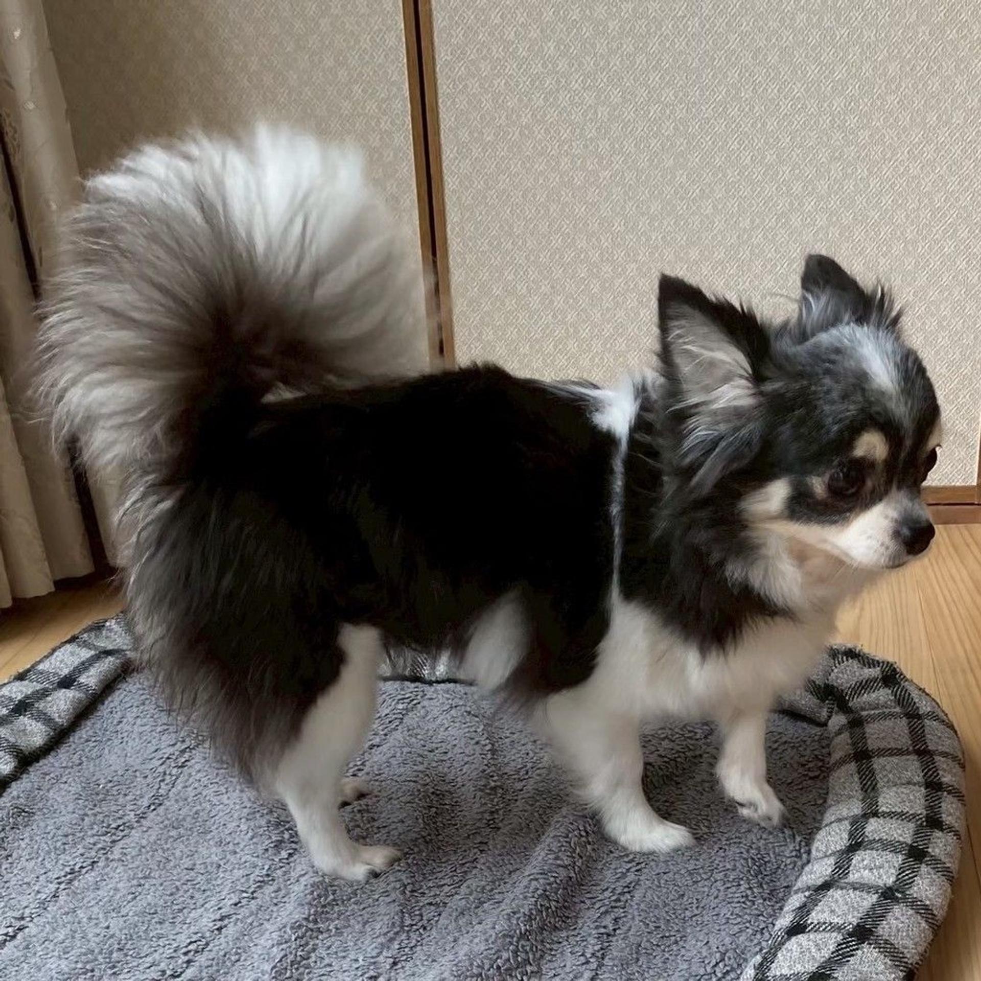 pet-image-6