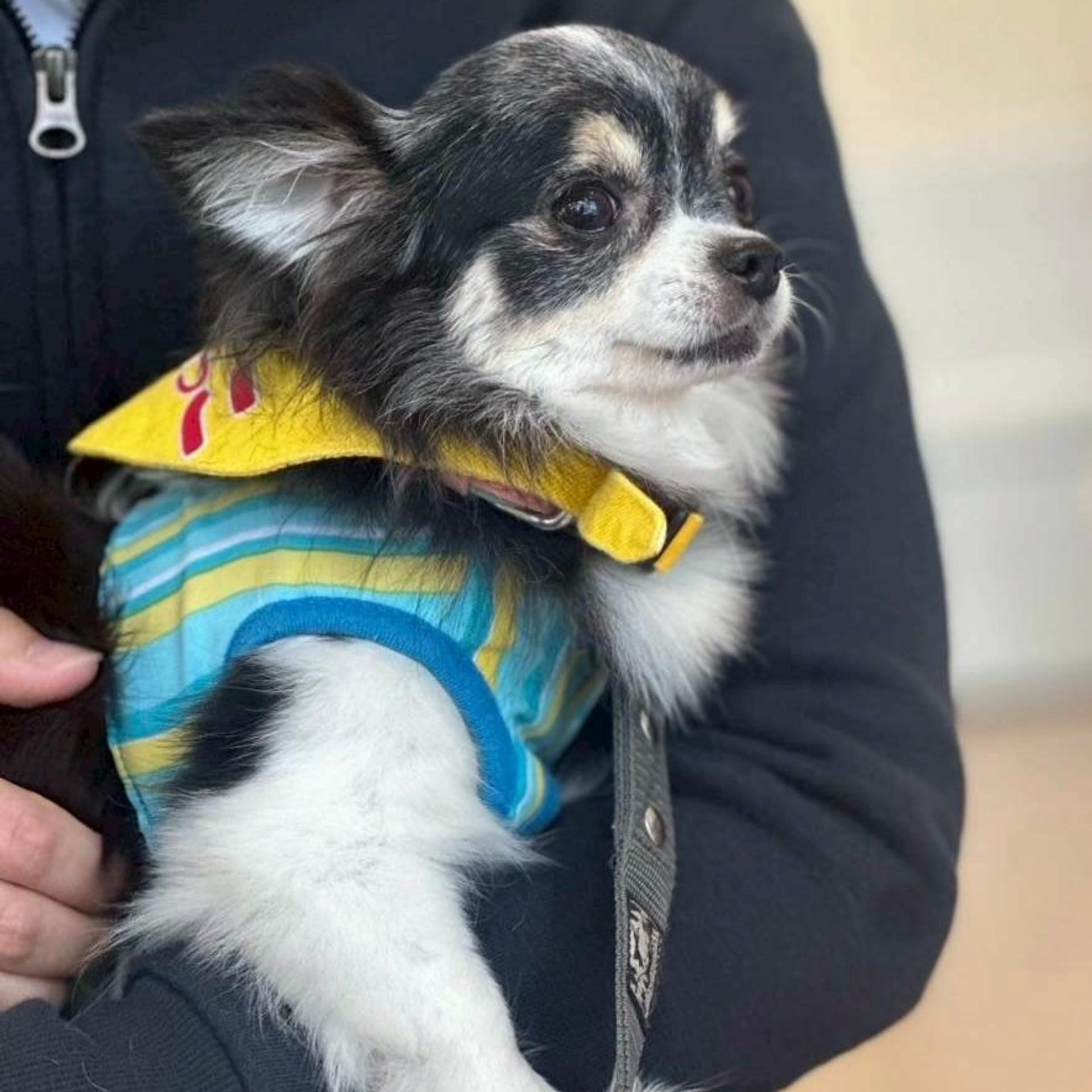 pet-image-3