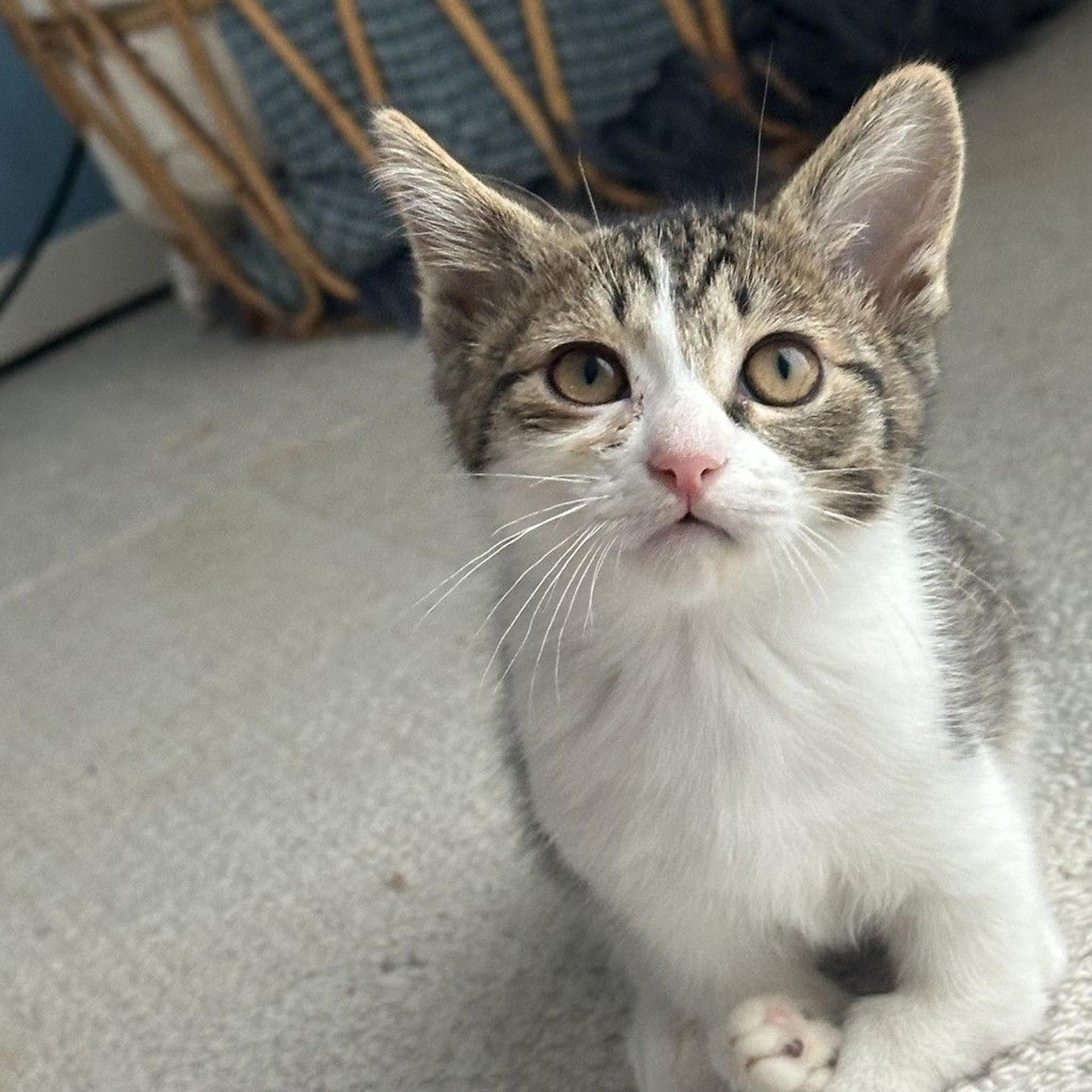 pet-image-2