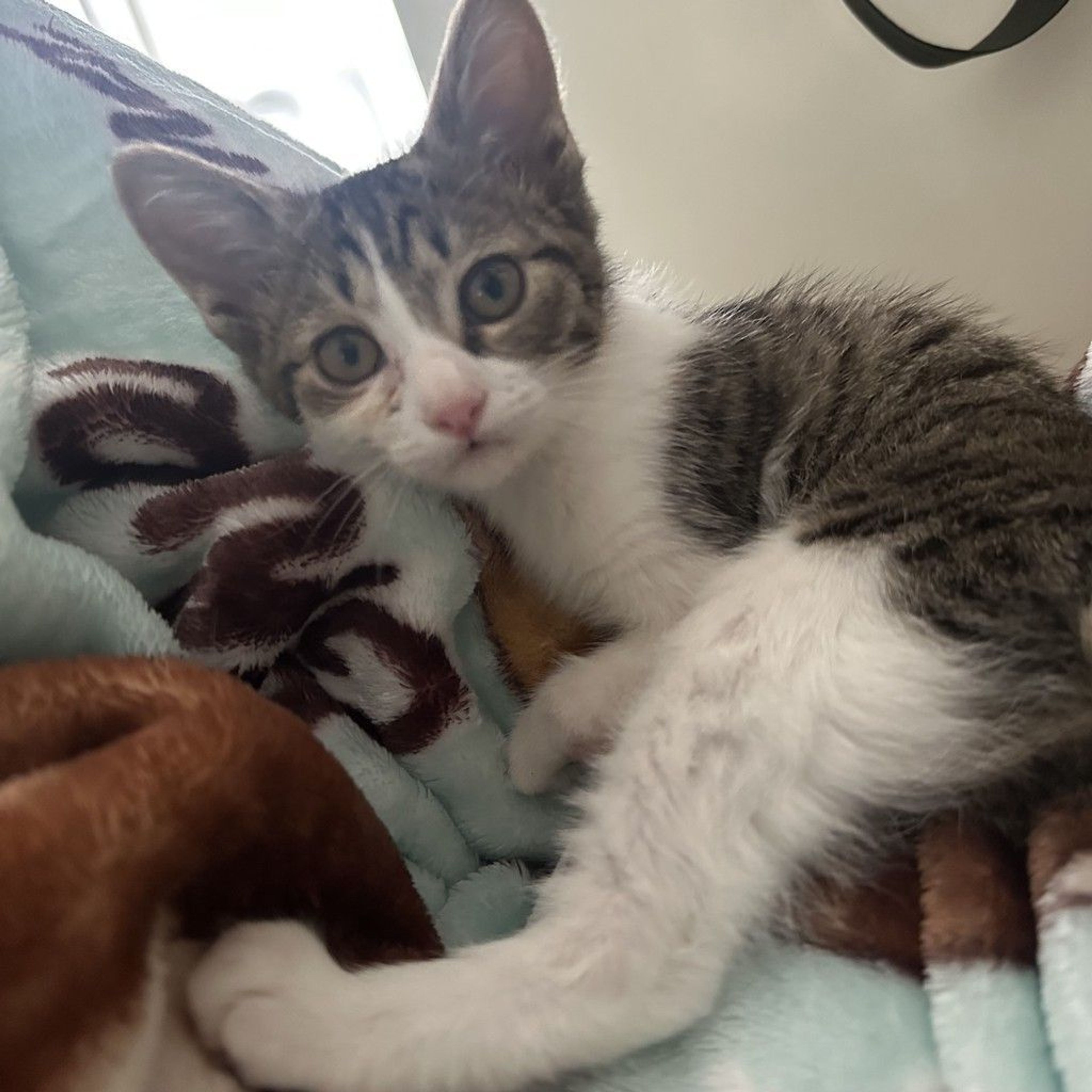 雑種（ミックス猫）・メスの里親募集の写真