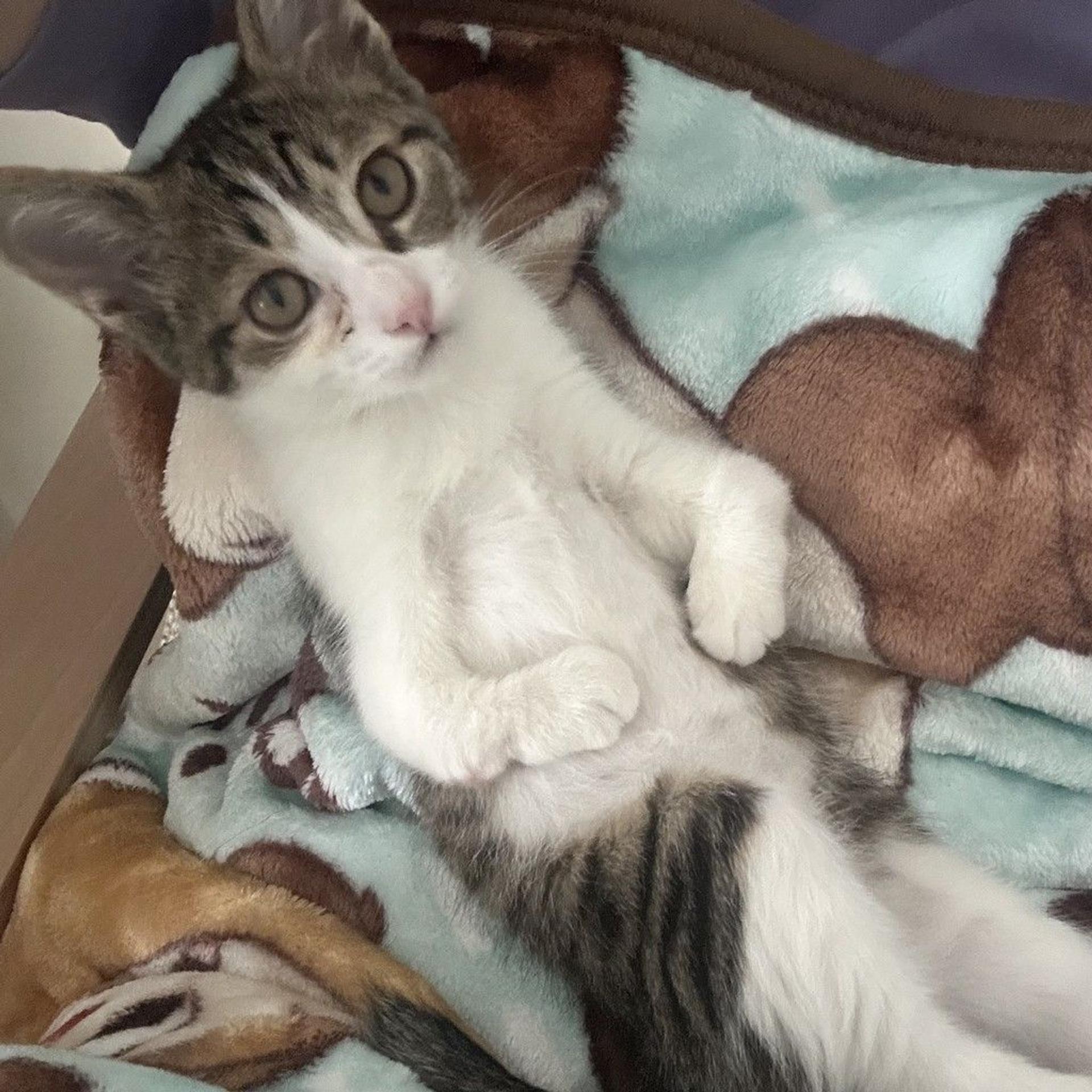 pet-image-3