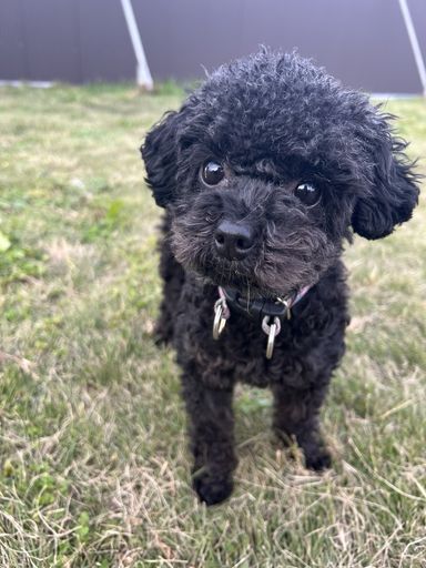 雑種（ミックス犬）・オスの里親募集の写真