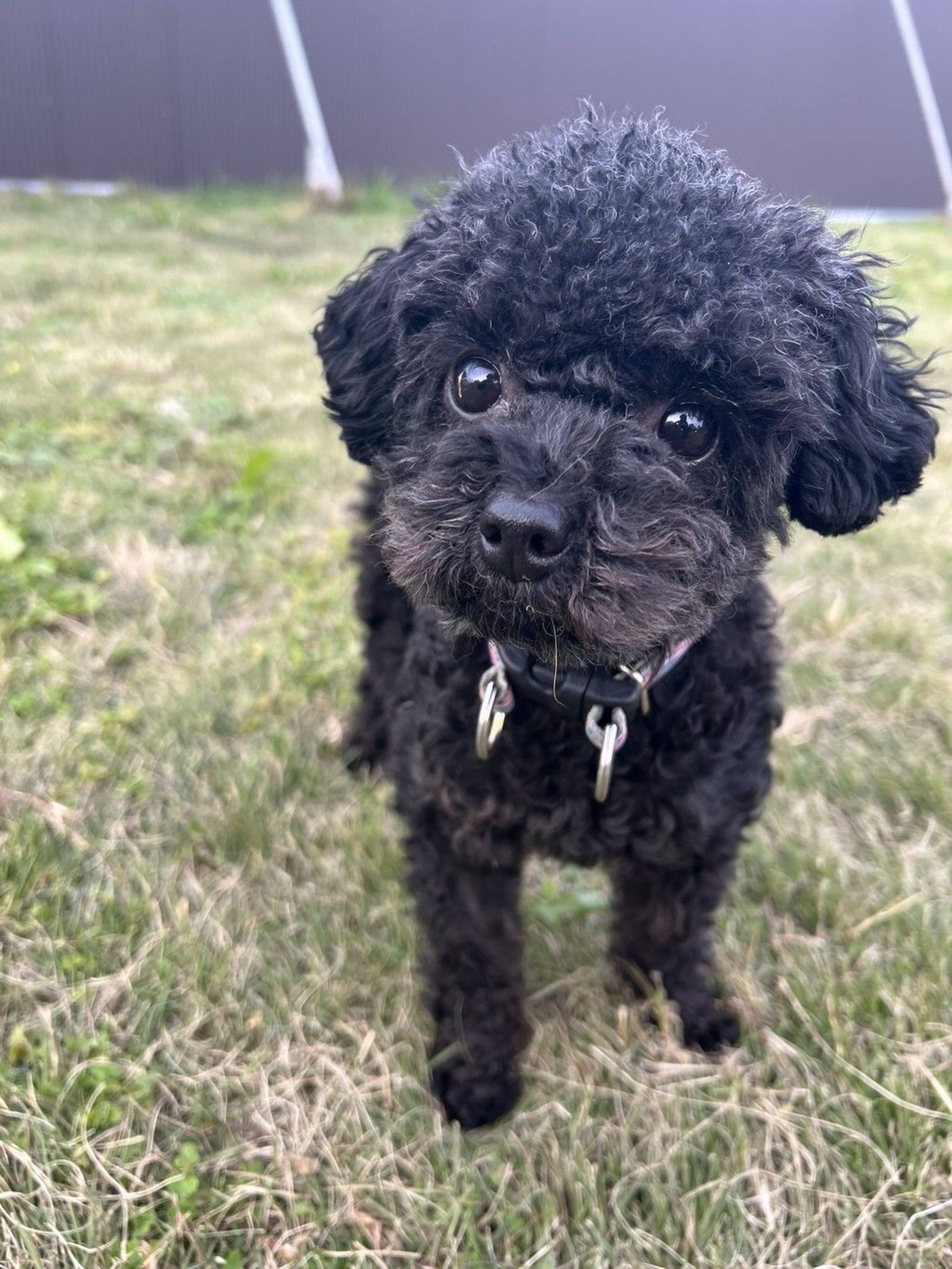 雑種（ミックス犬）・オスの里親募集の写真