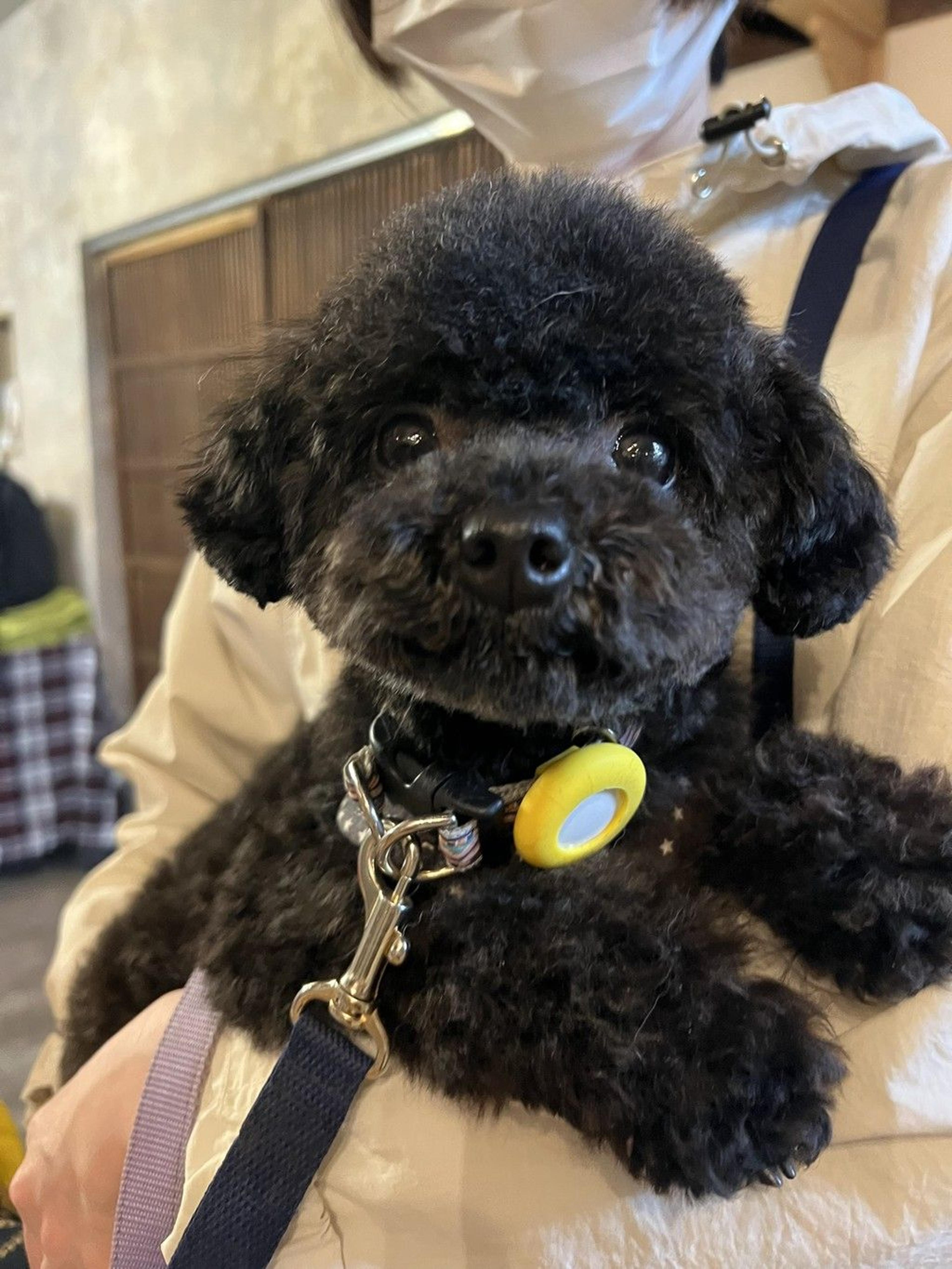 pet-image-4