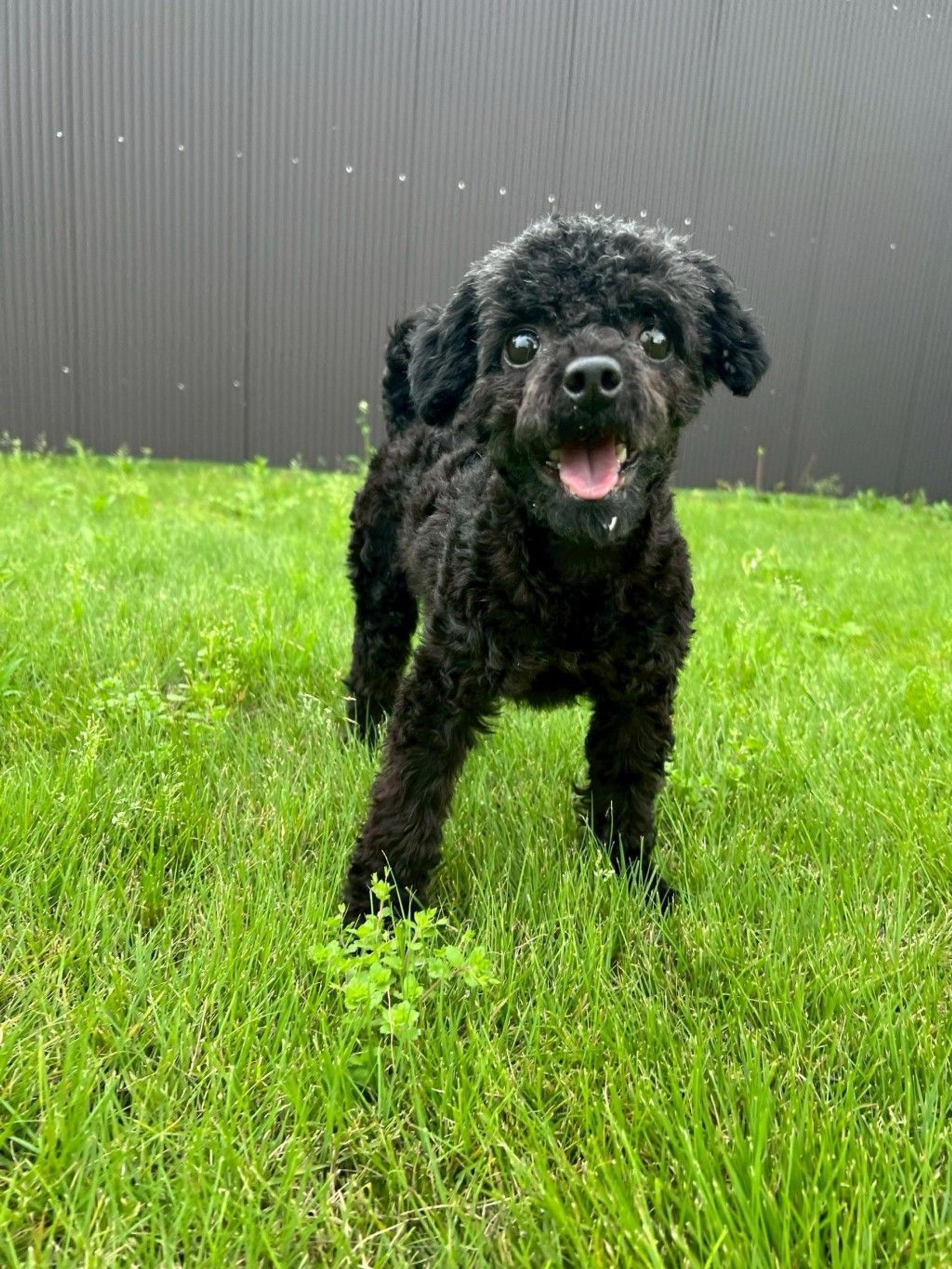 pet-image-8