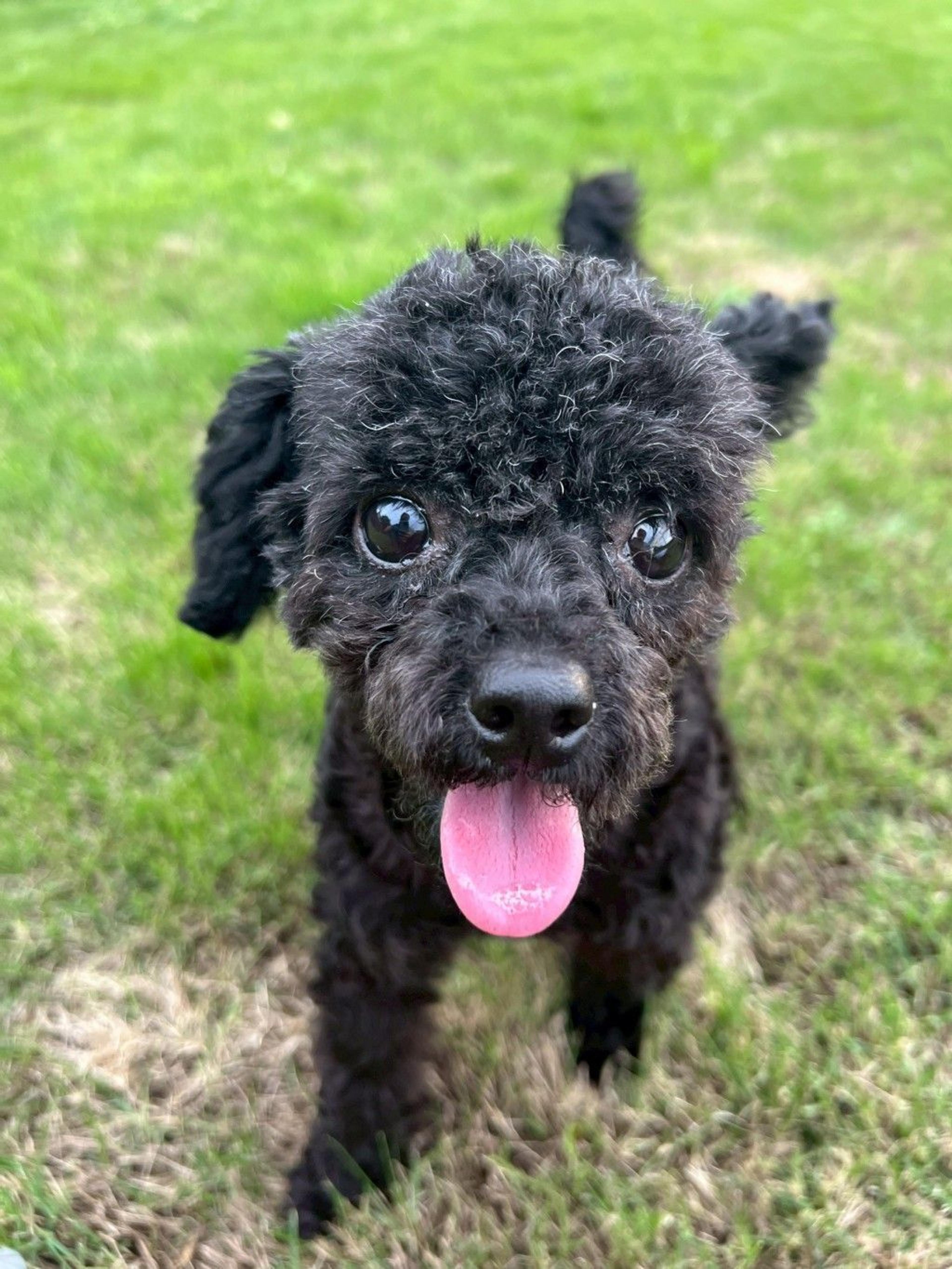 pet-image-9