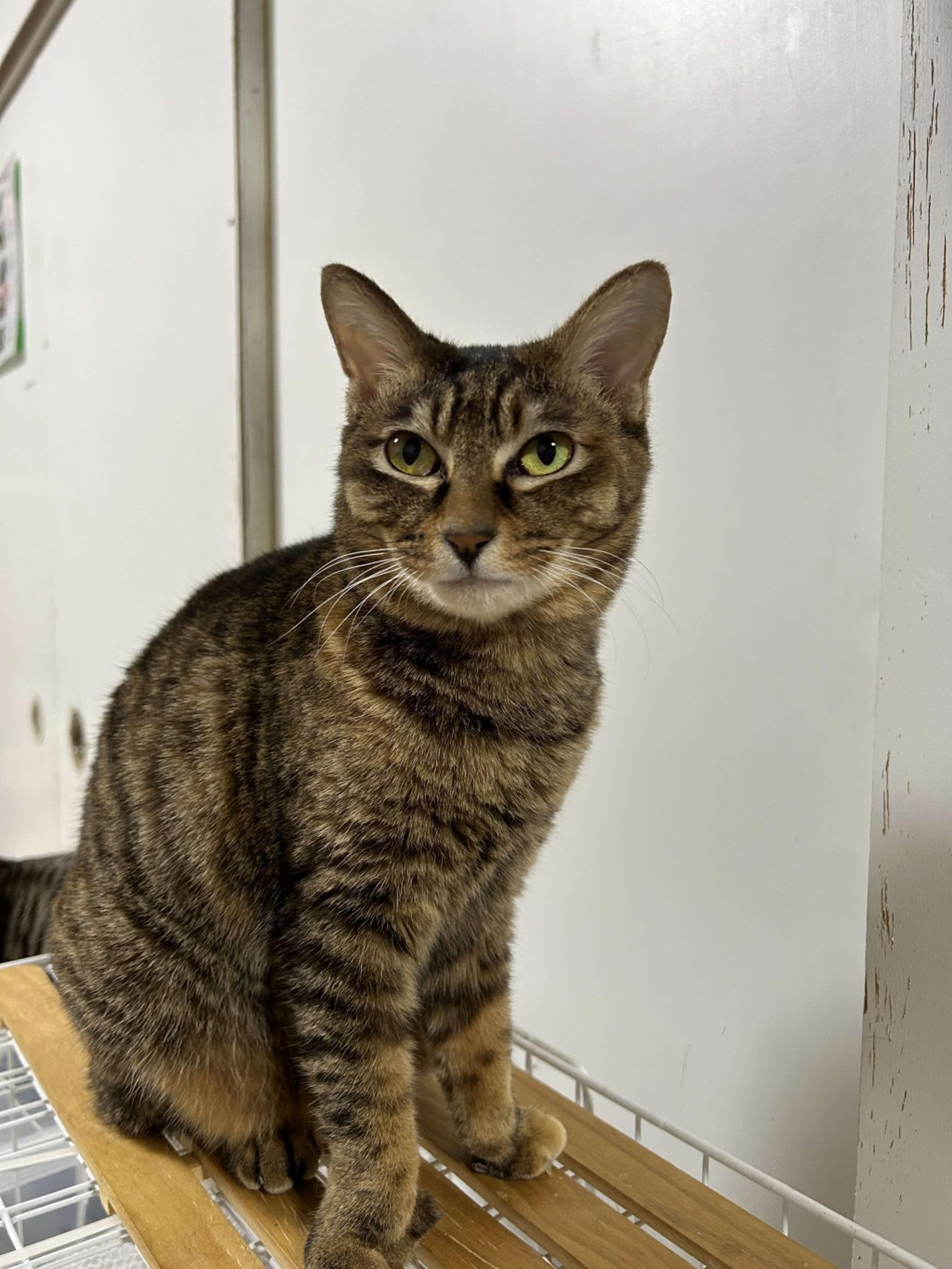 pet-image-9