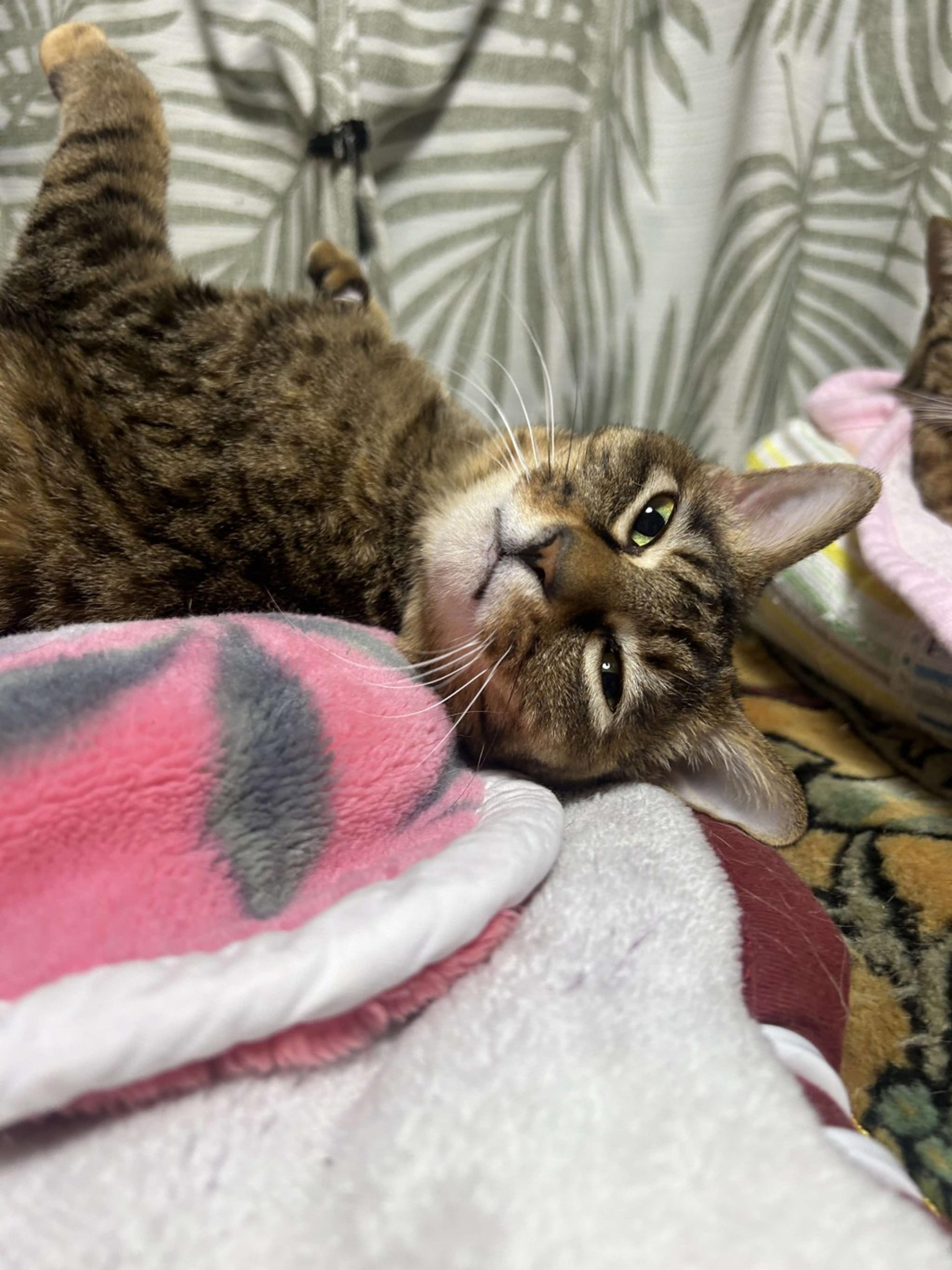 pet-image-8