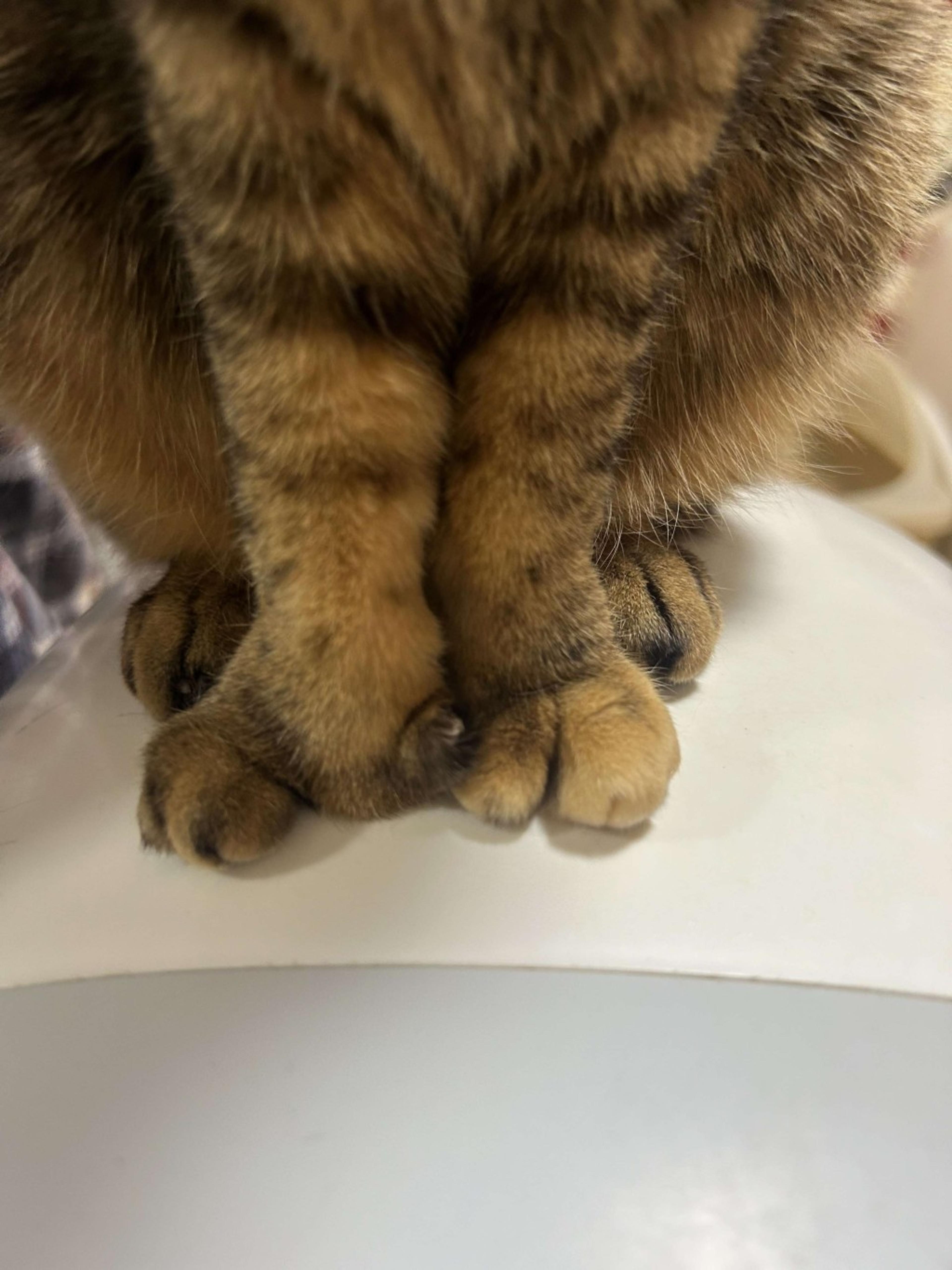 pet-image-6