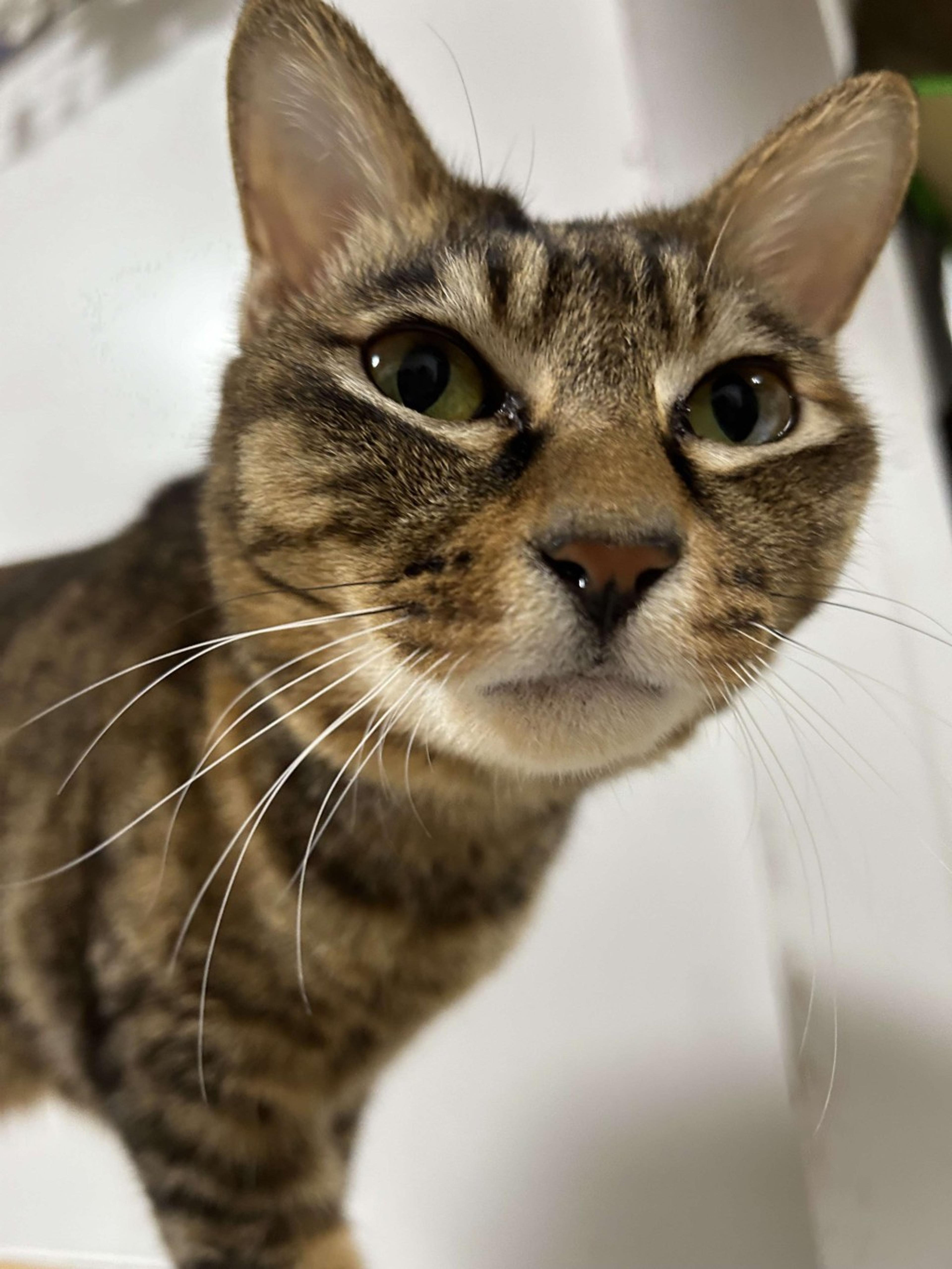 pet-image-2