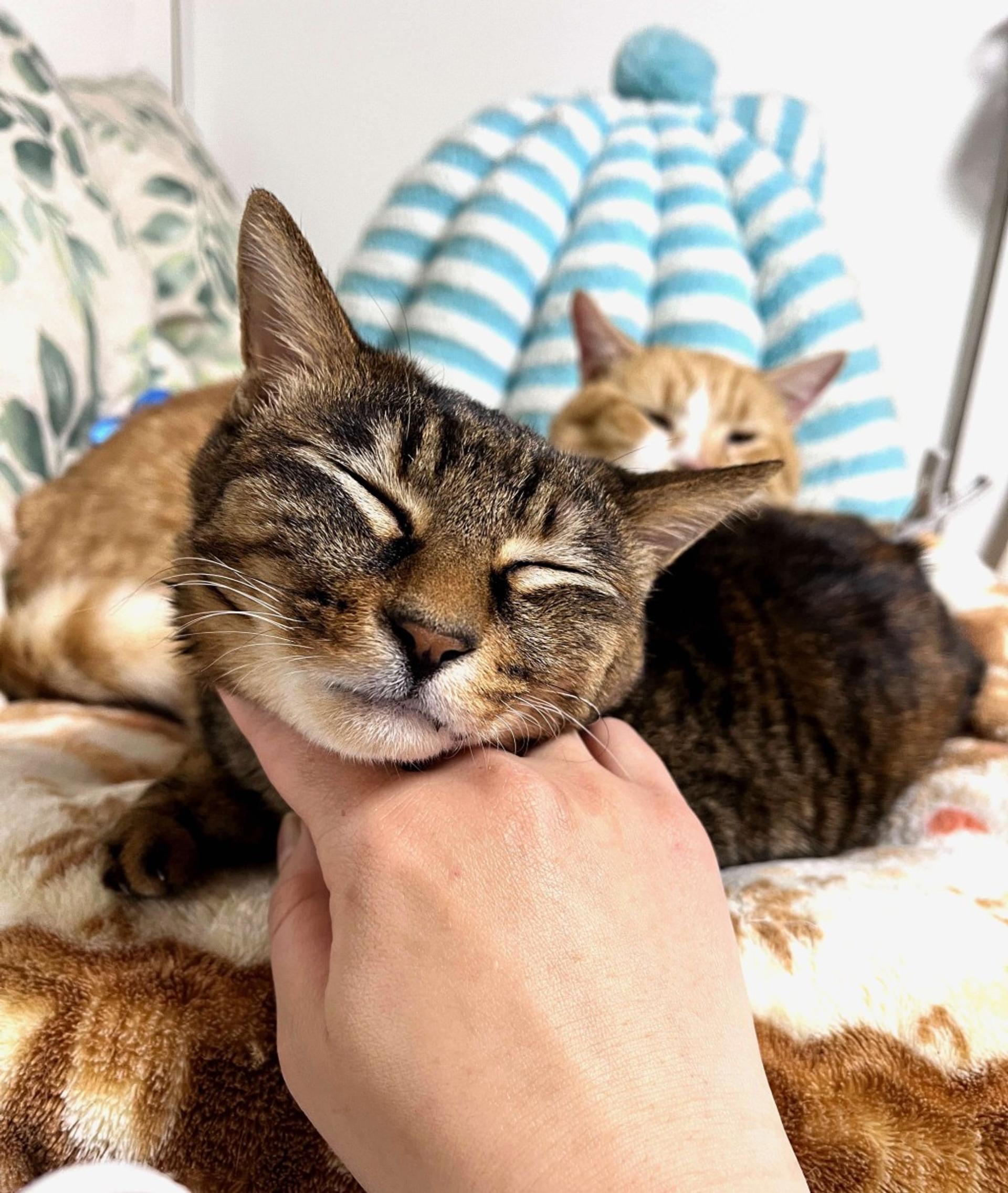 pet-image-5
