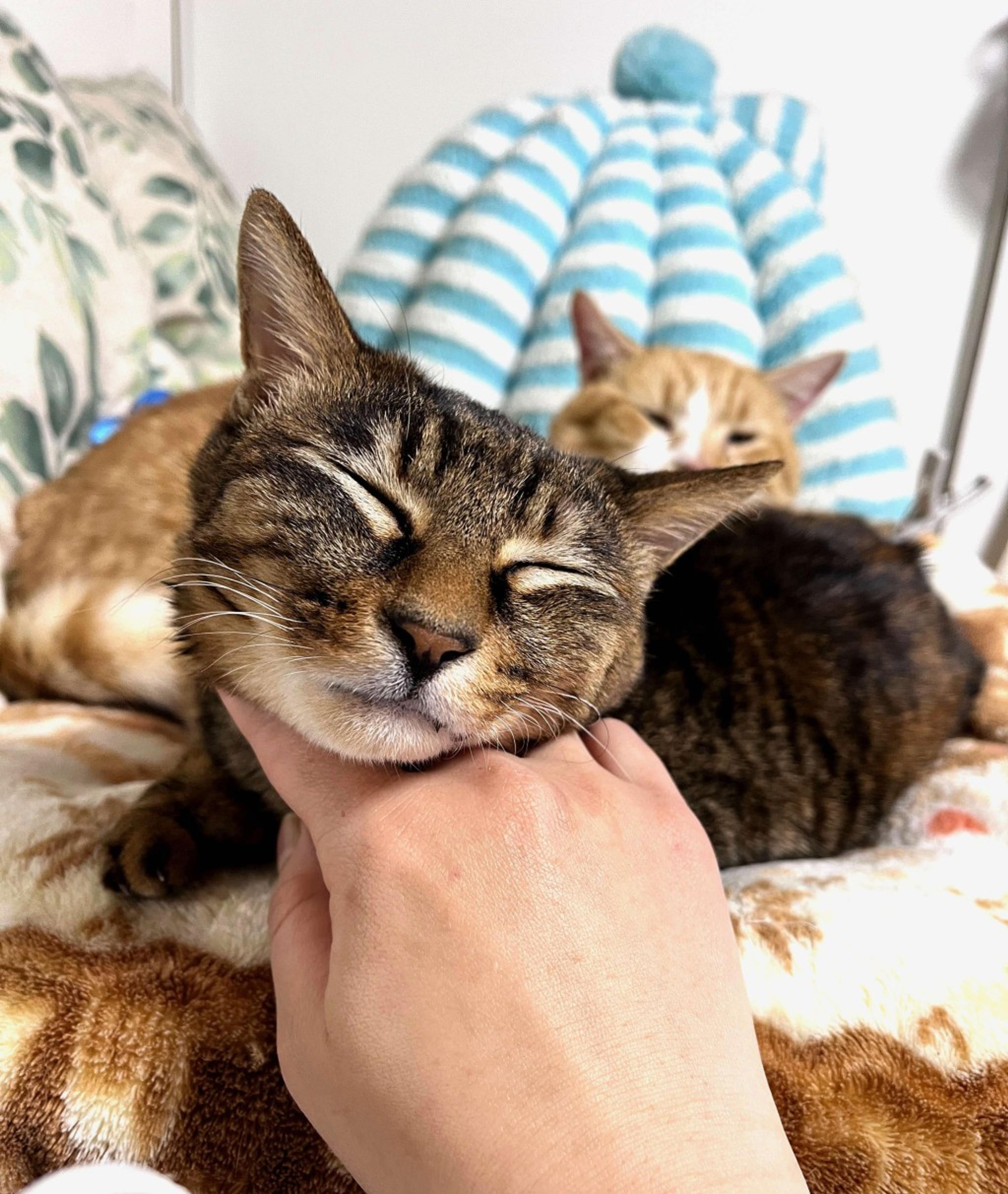 pet-image-5