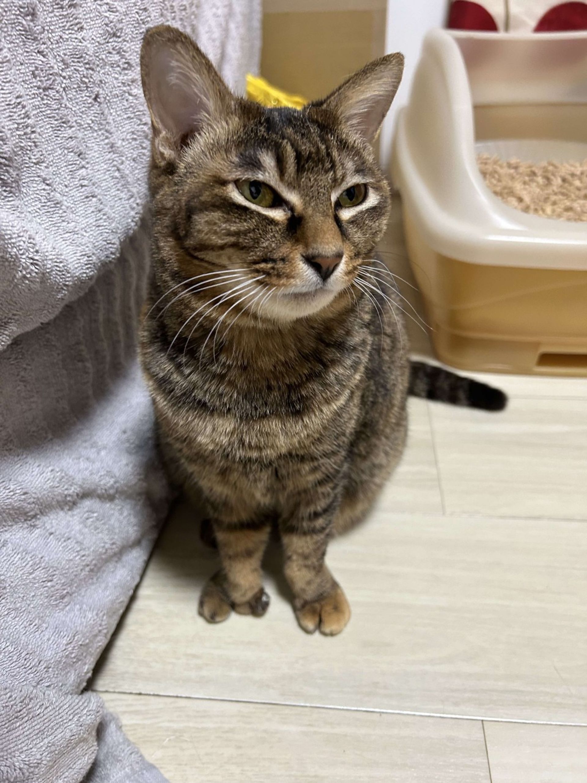雑種（ミックス猫）・メスの里親募集の写真