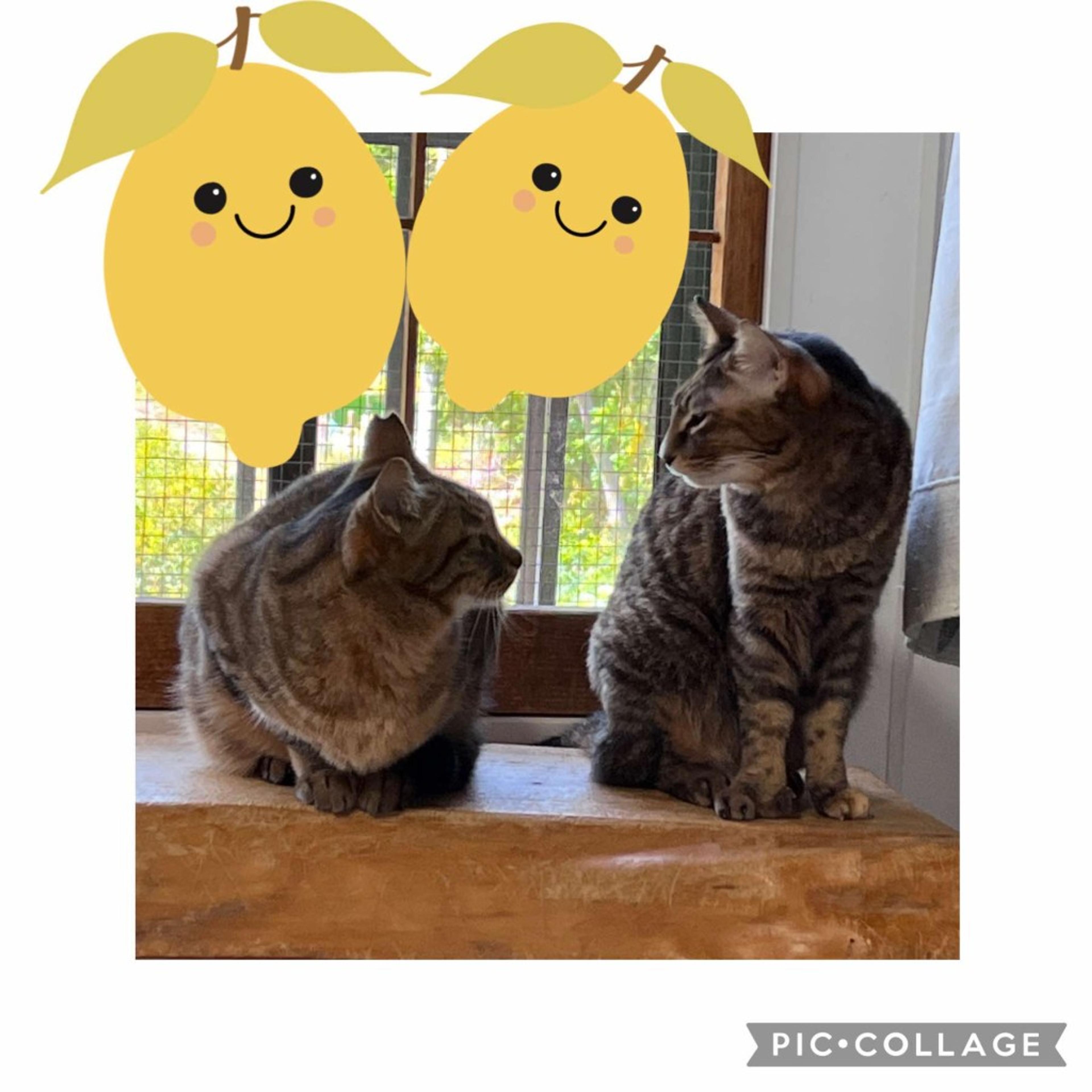 pet-image-3