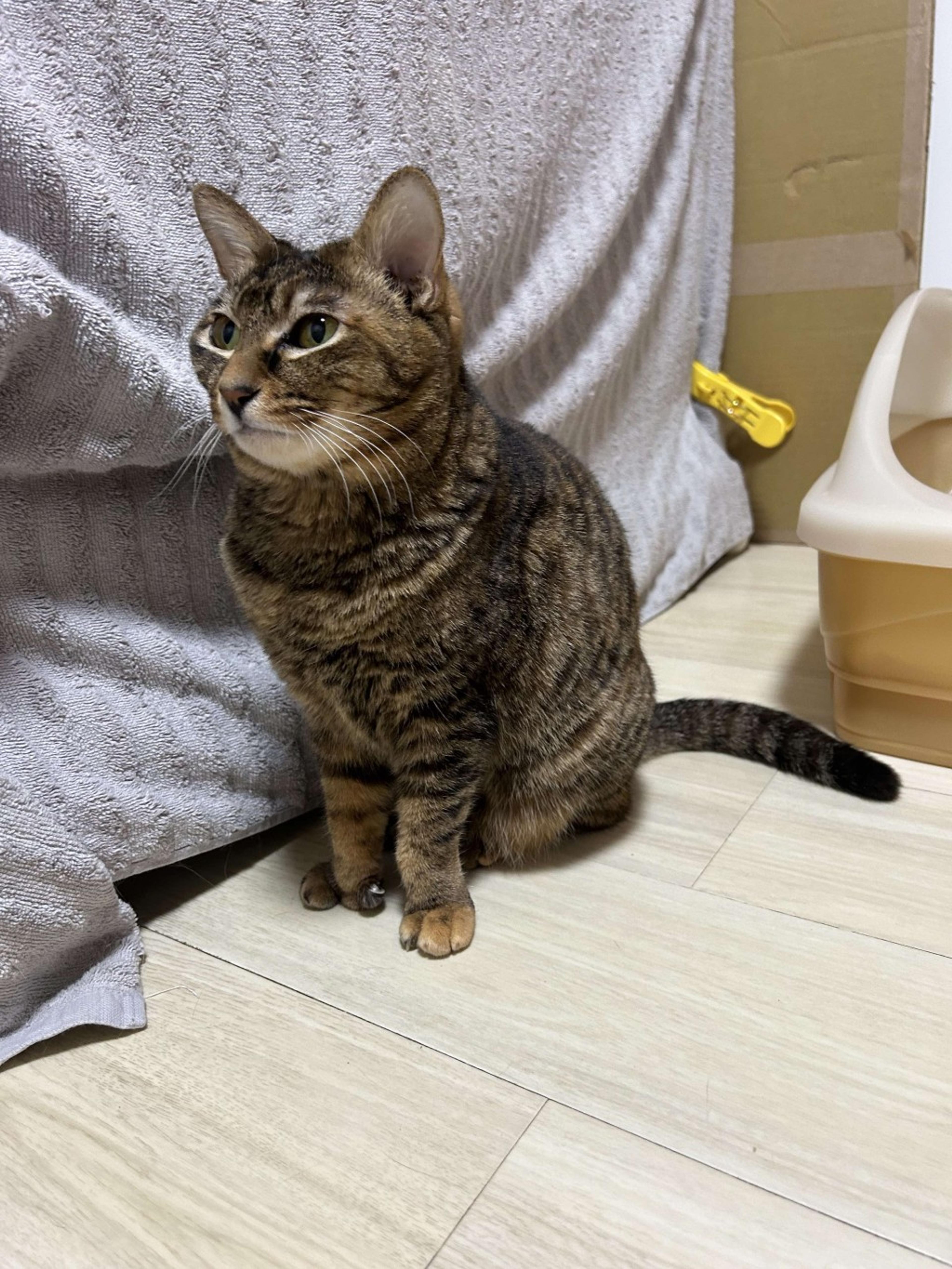 pet-image-7