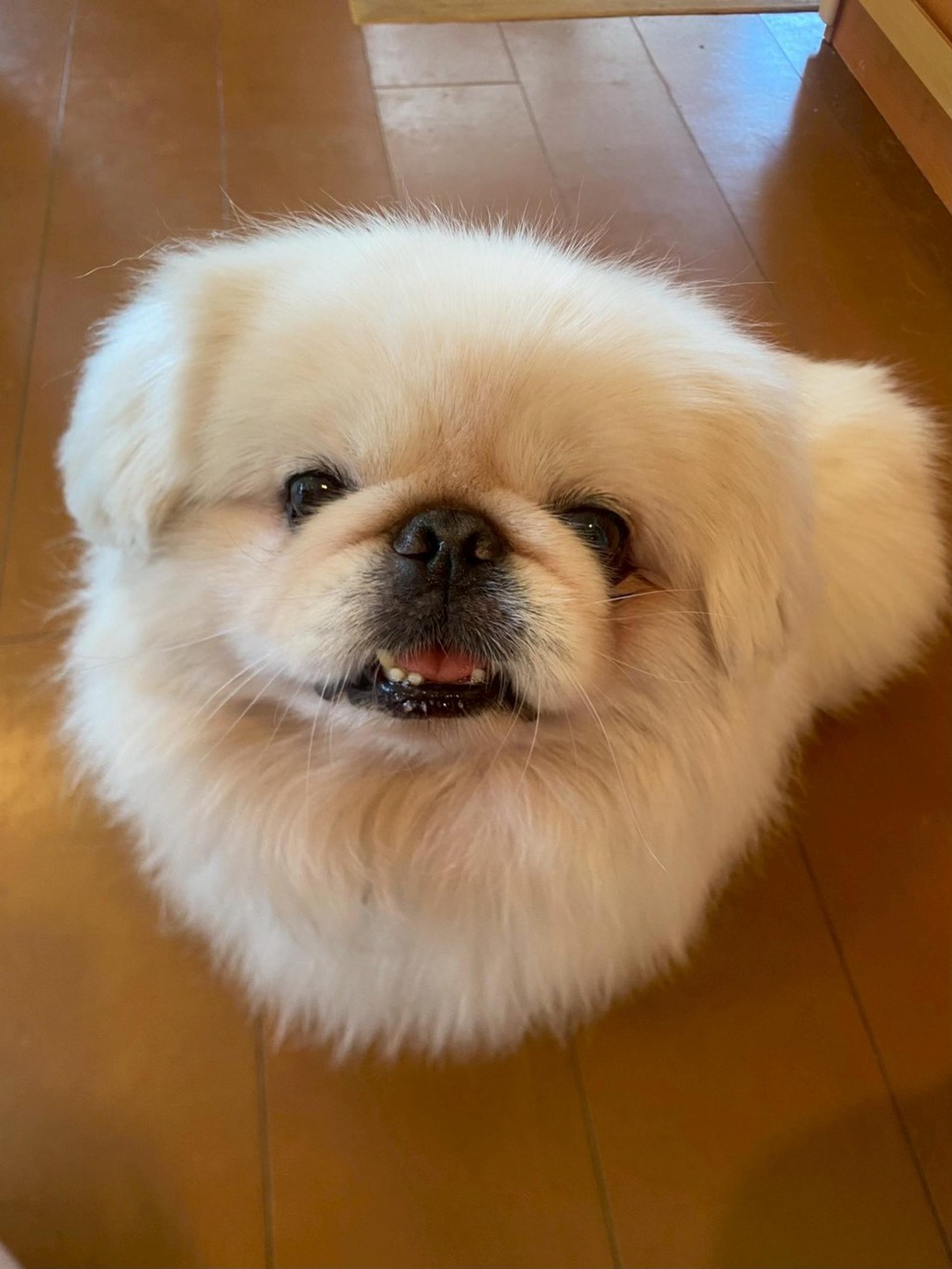 pet-image-2