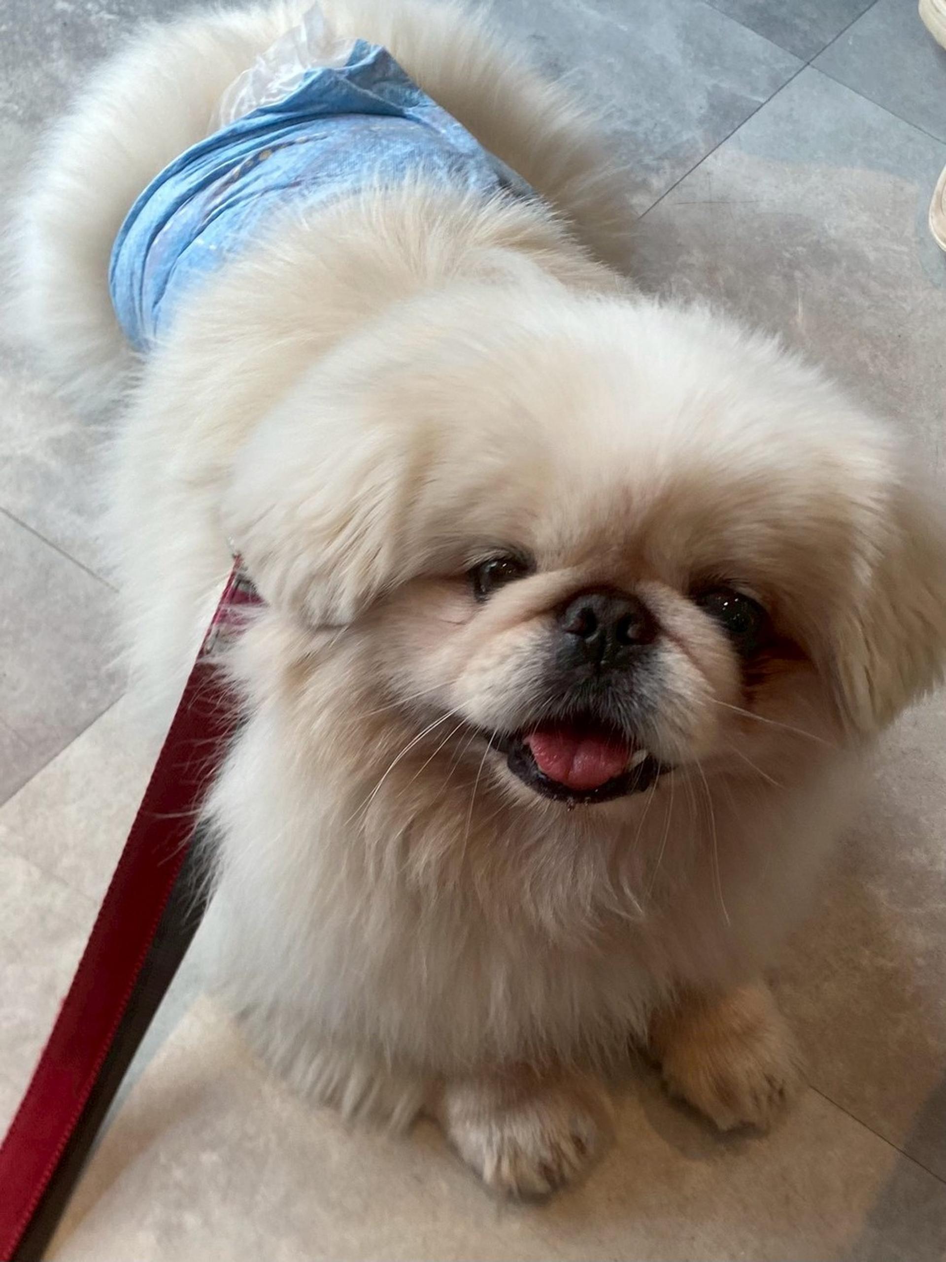 pet-image-3