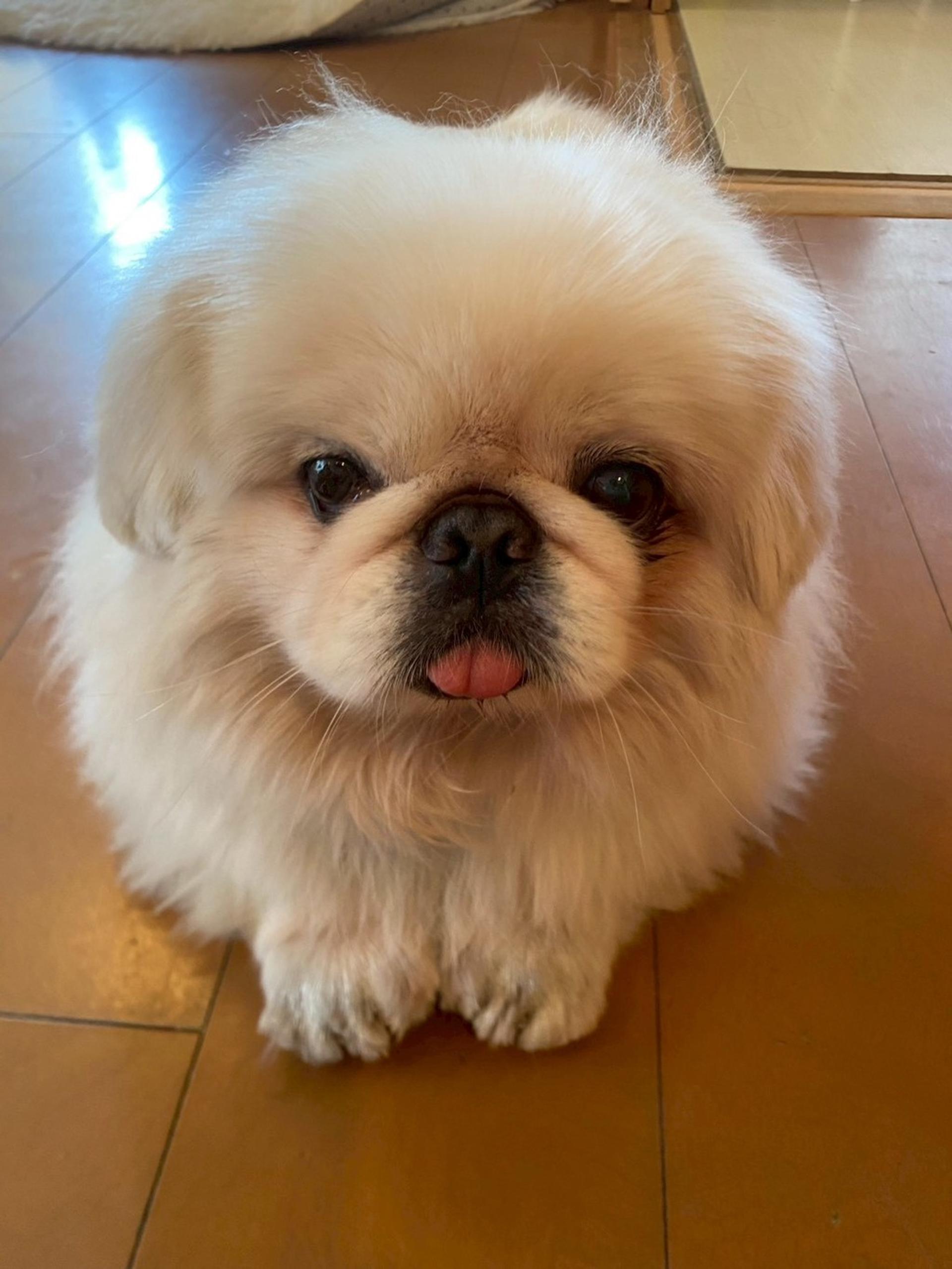 pet-image-4