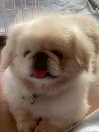 はんぺん