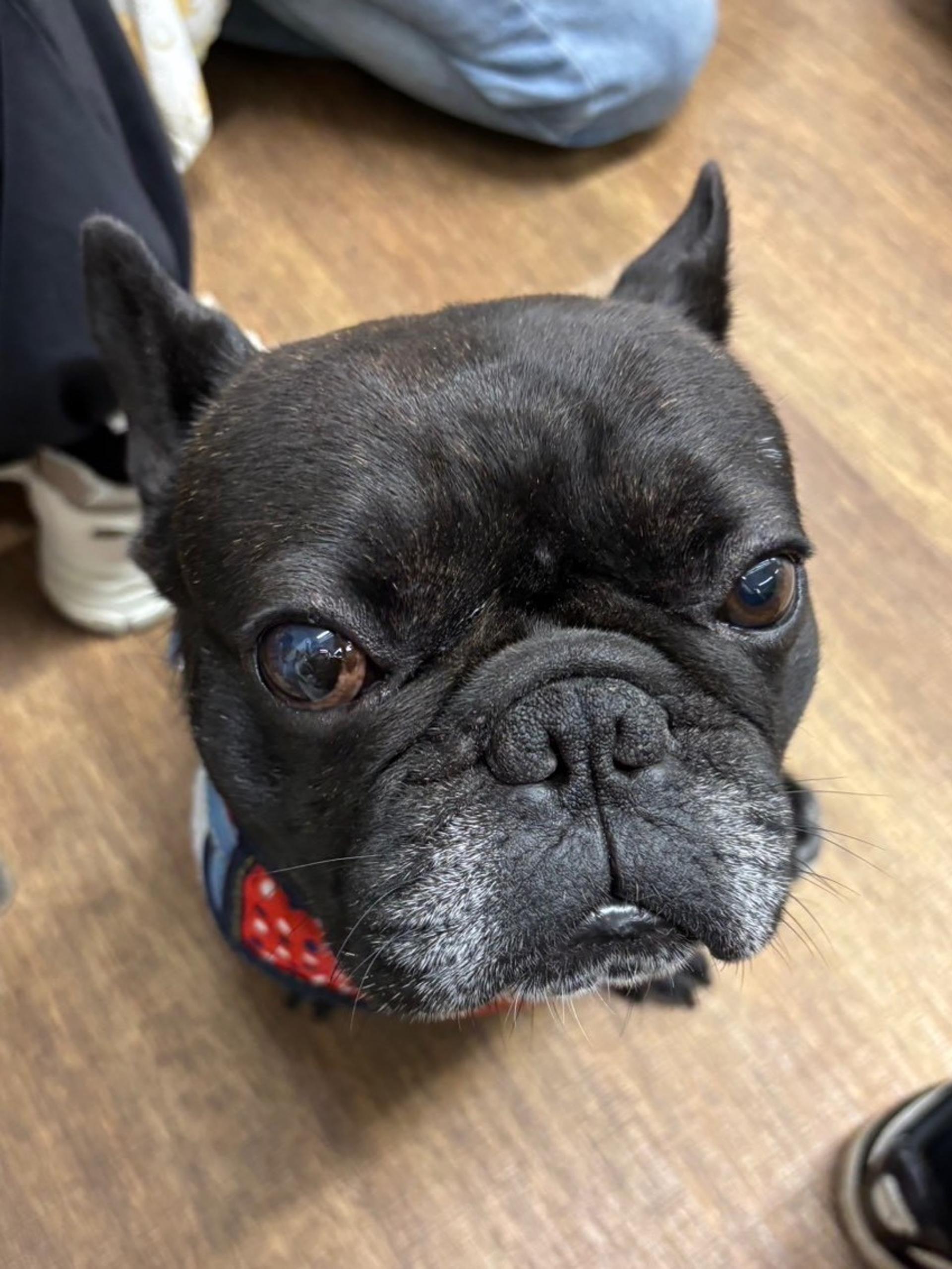 pet-image-2