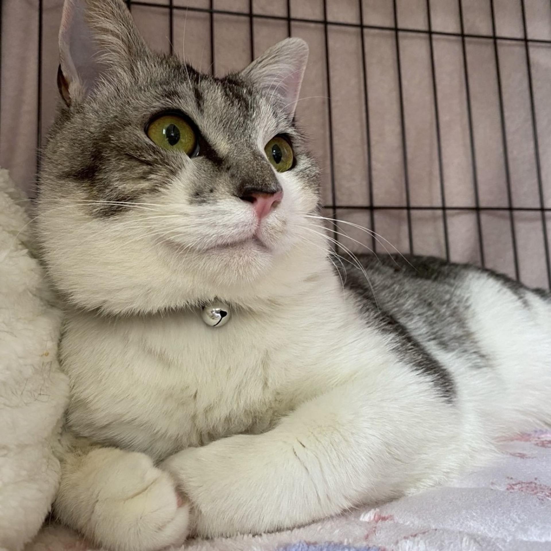 pet-image-4