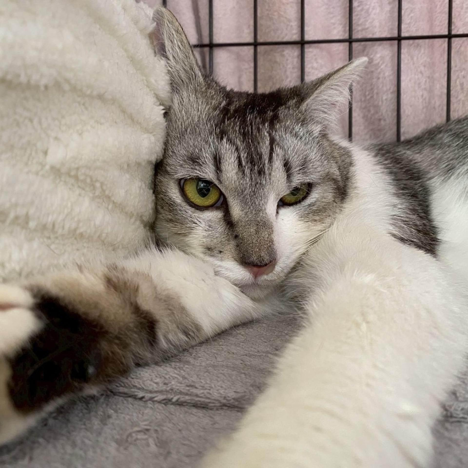 pet-image-5