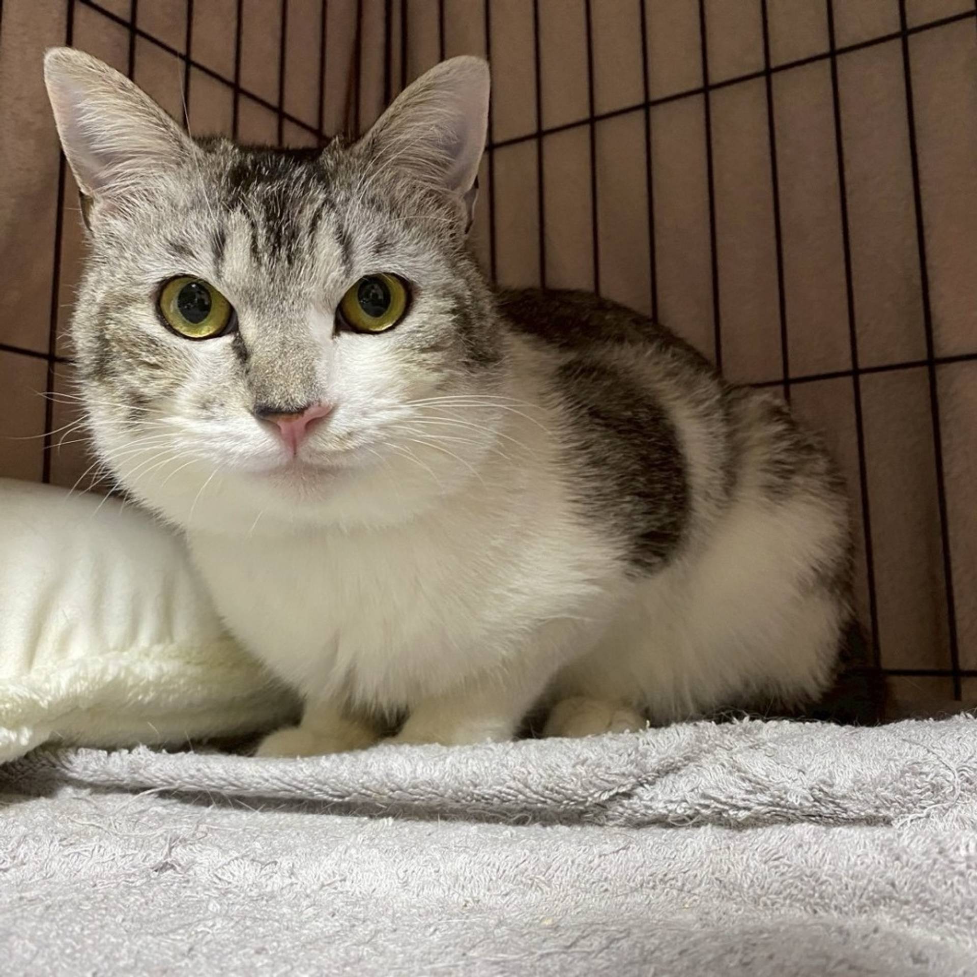 雑種（ミックス猫）・オスの里親募集の写真