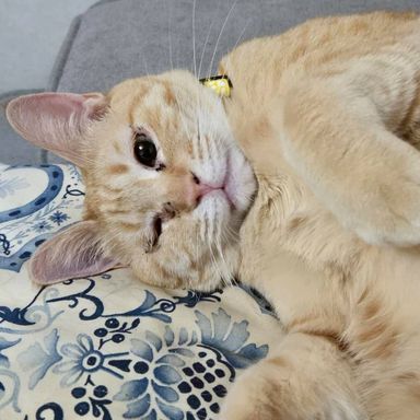 雑種（ミックス猫）・メスの里親募集の写真