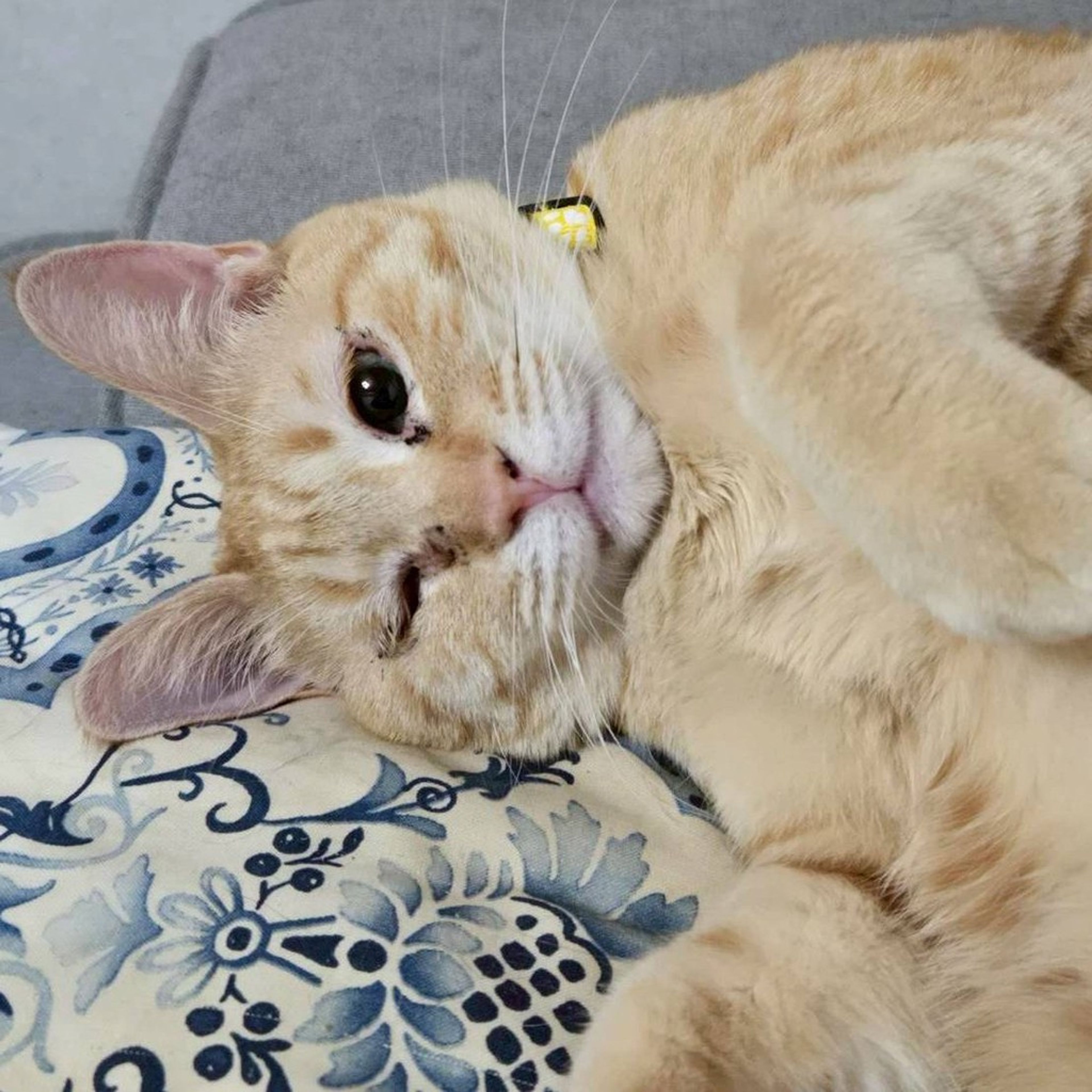 雑種（ミックス猫）・メスの里親募集の写真