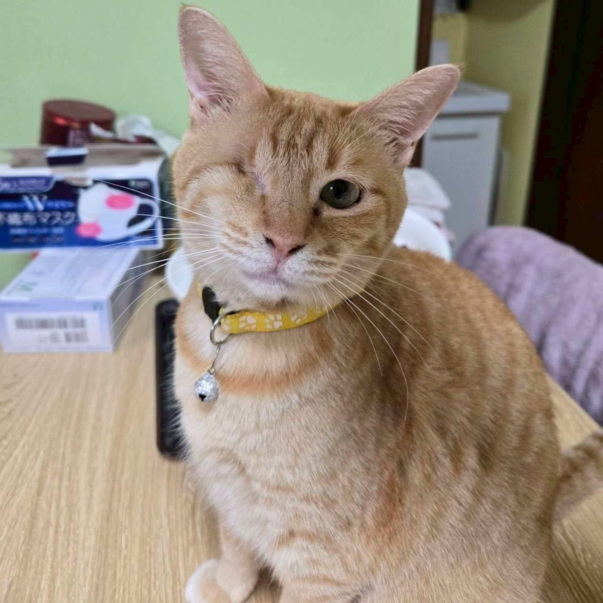 雑種（ミックス猫）・メスの里親募集の写真