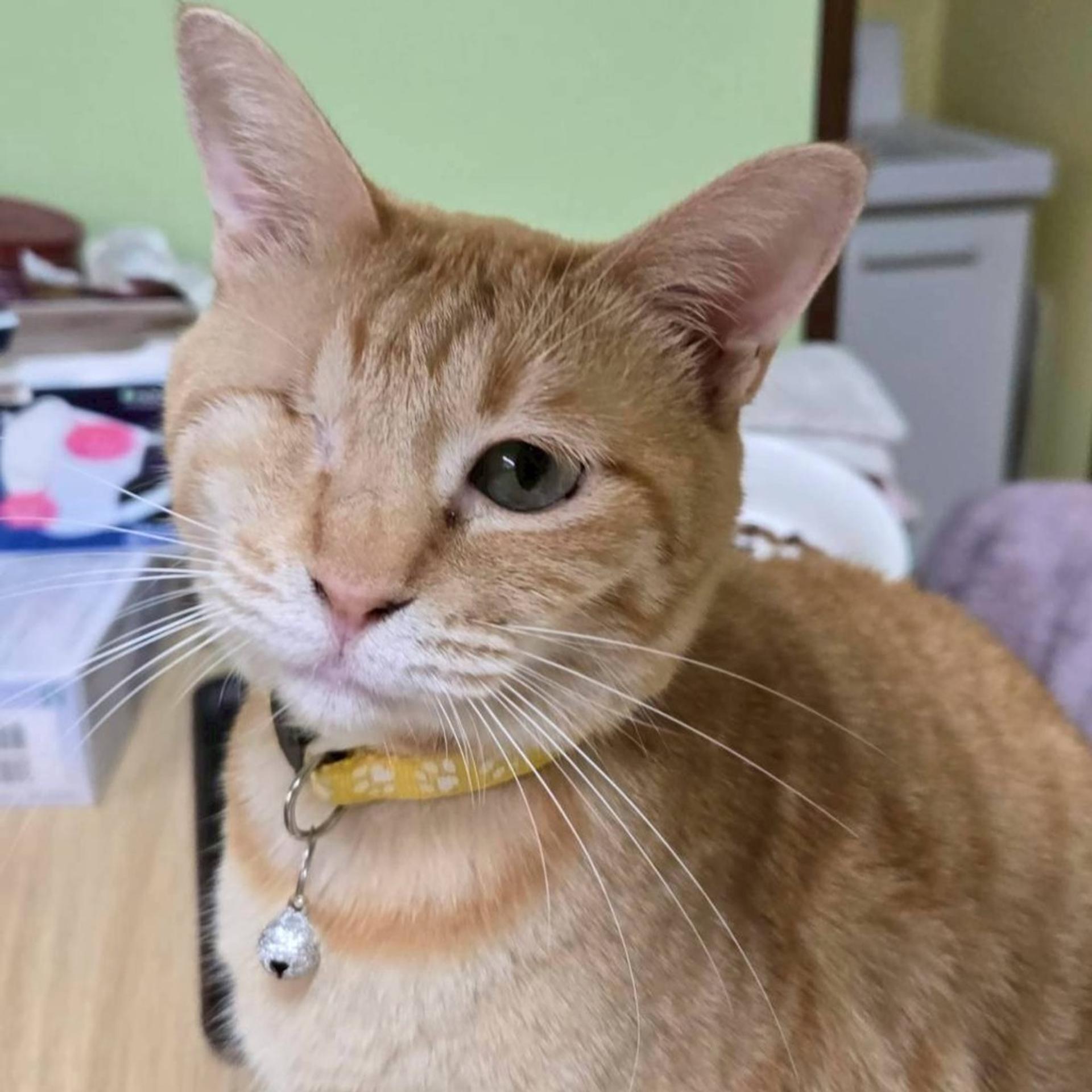 pet-image-2
