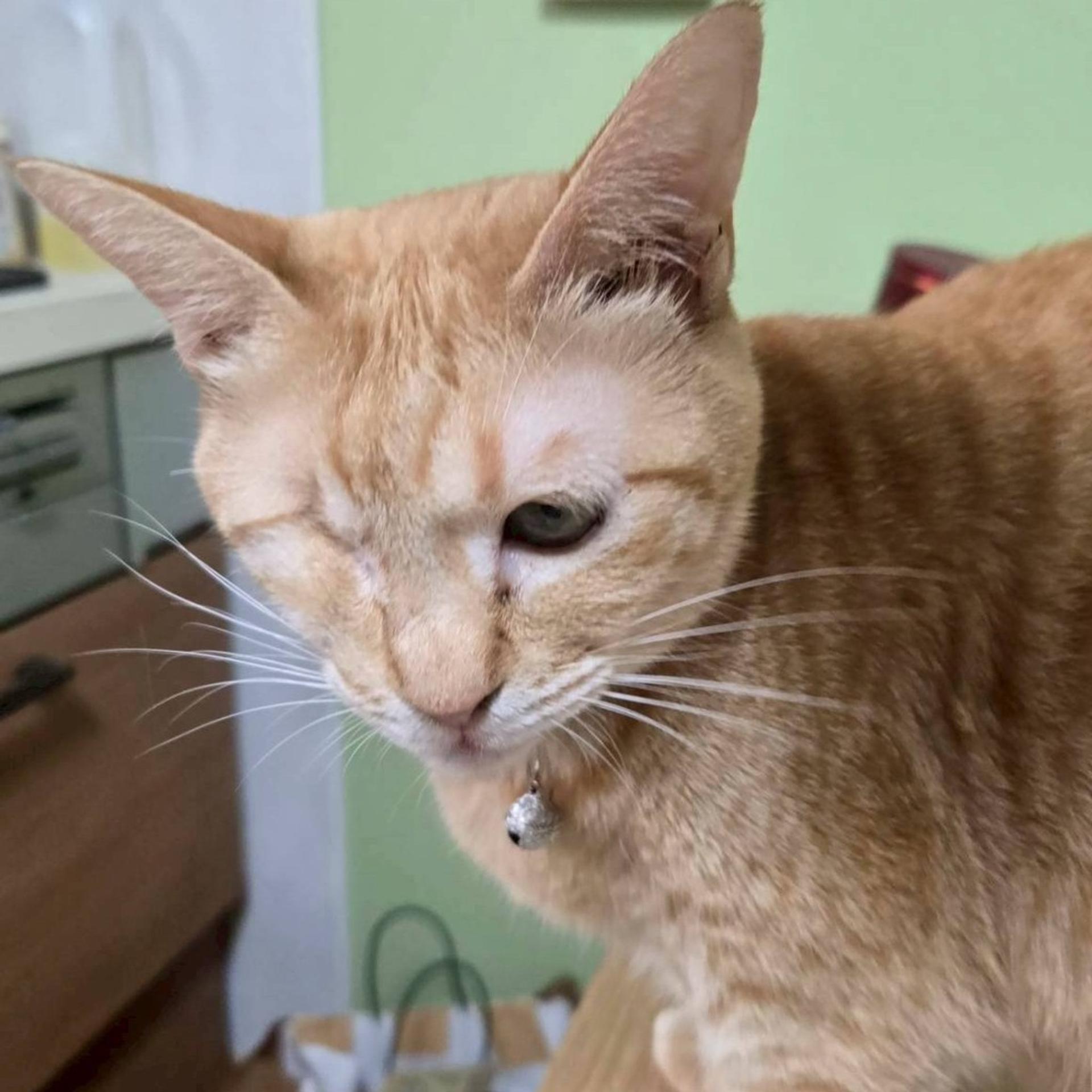 pet-image-7