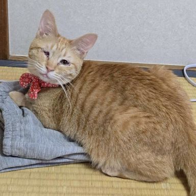 ミツ