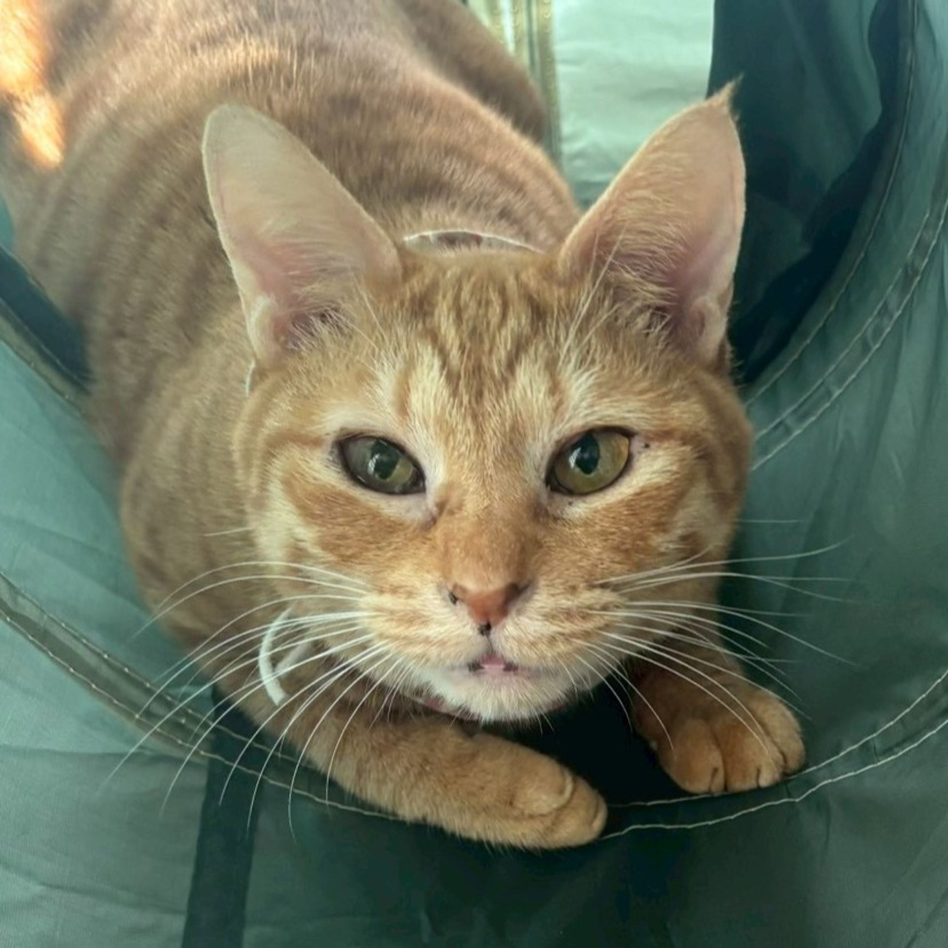 雑種（ミックス猫）・メスの里親募集の写真