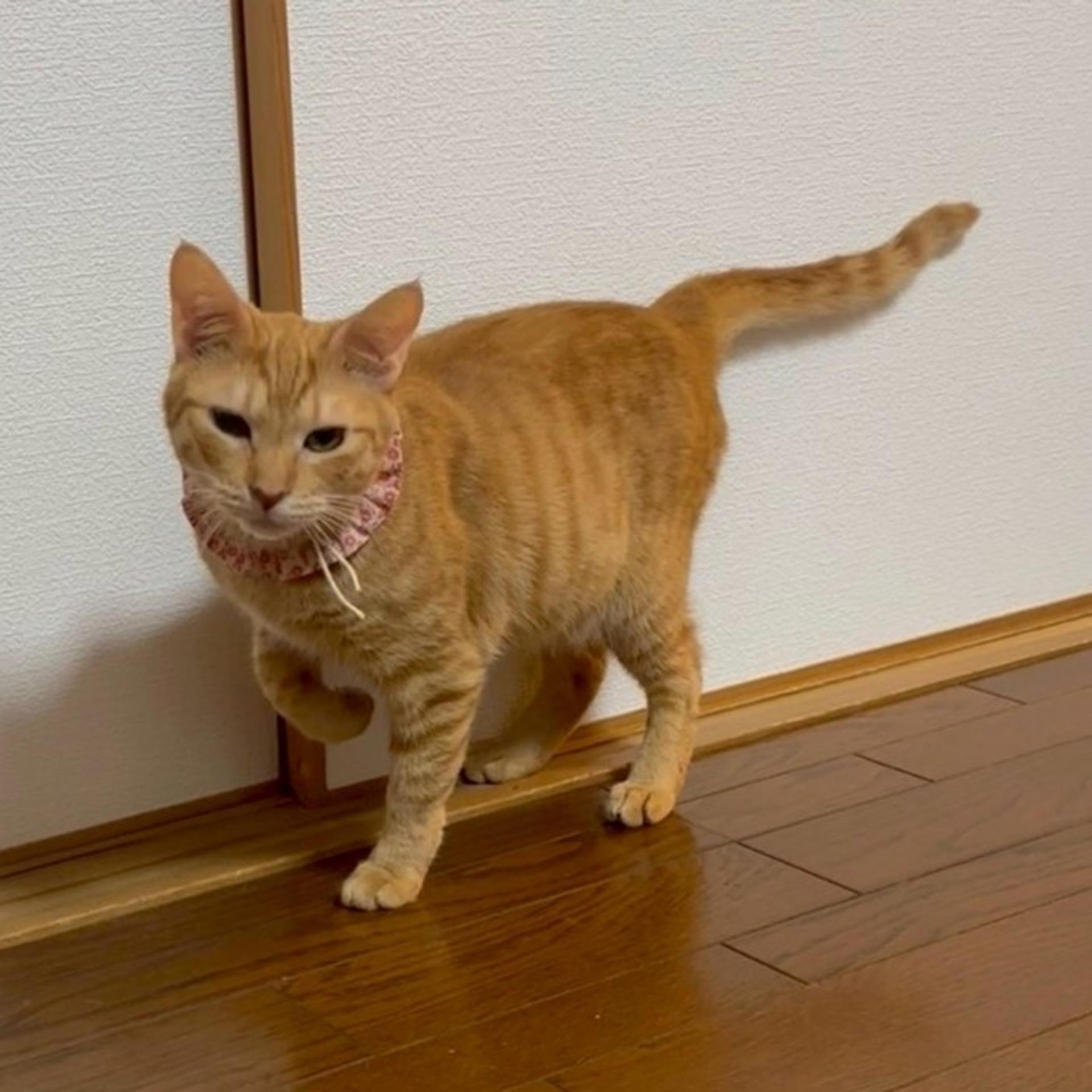 pet-image-2
