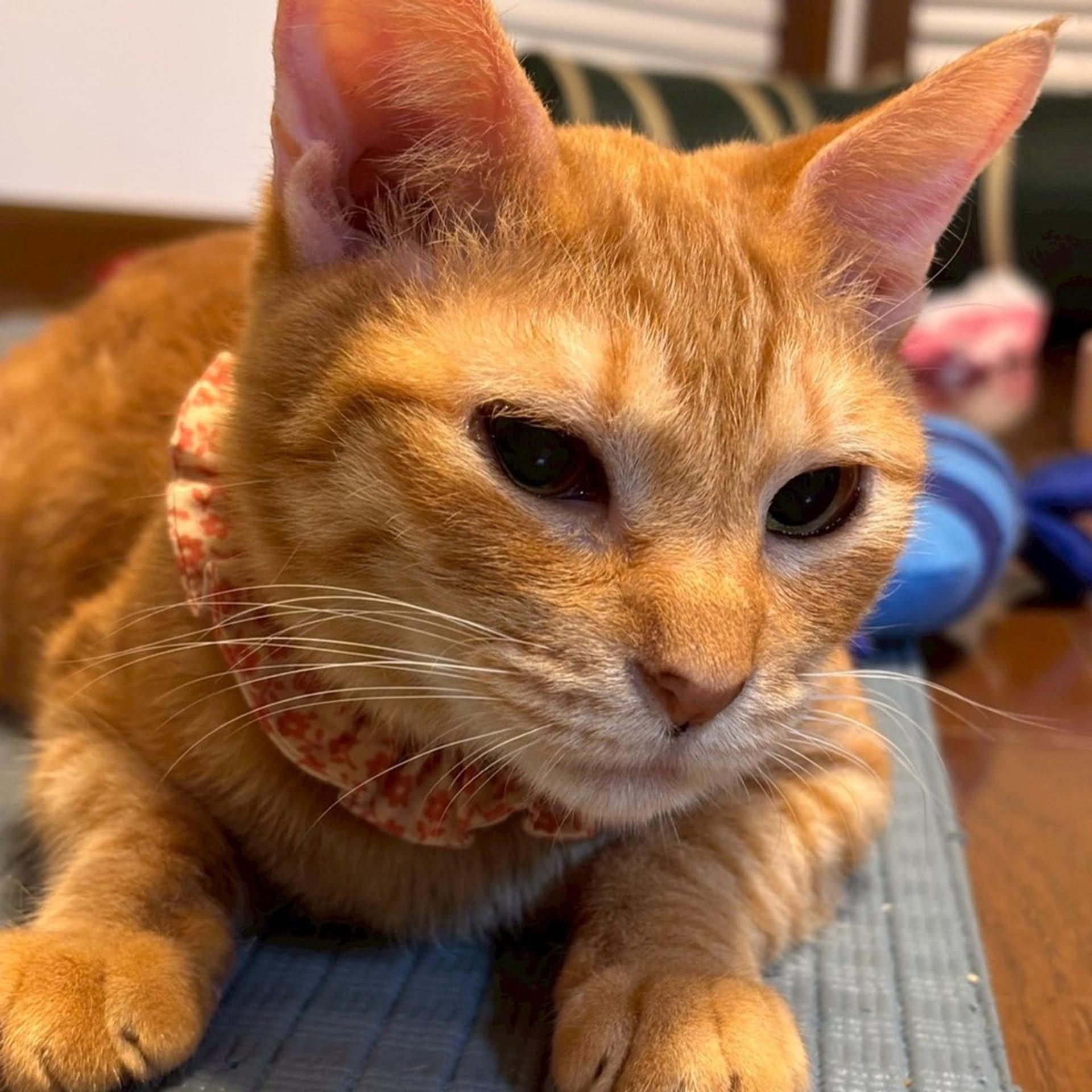 pet-image-6