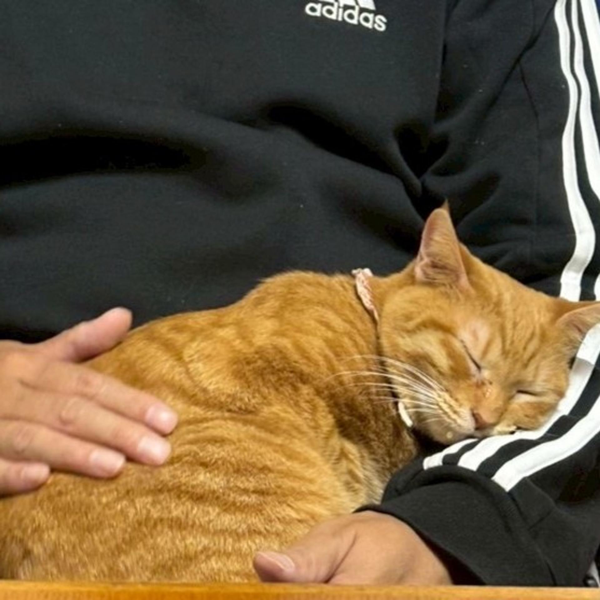 pet-image-7