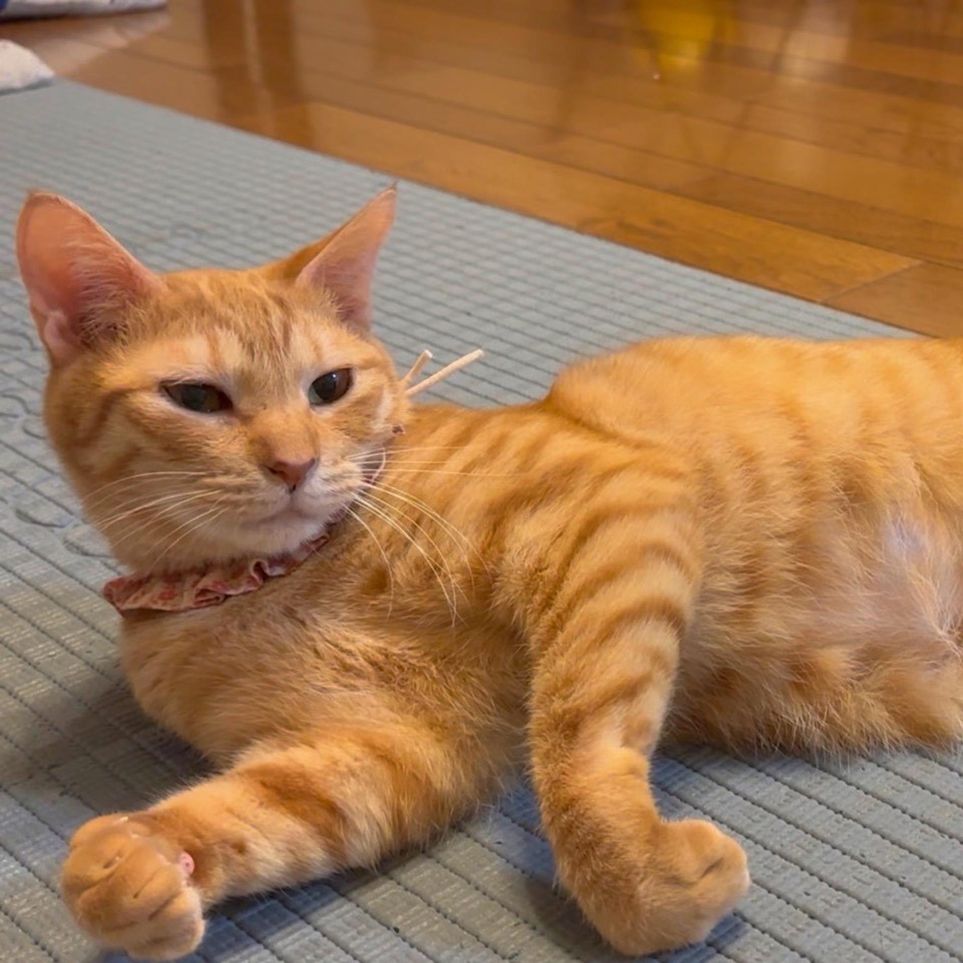 pet-image-10