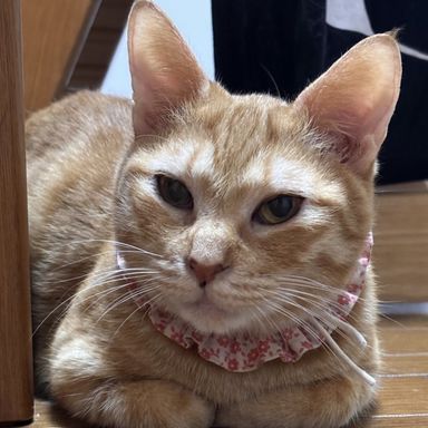 キーラ