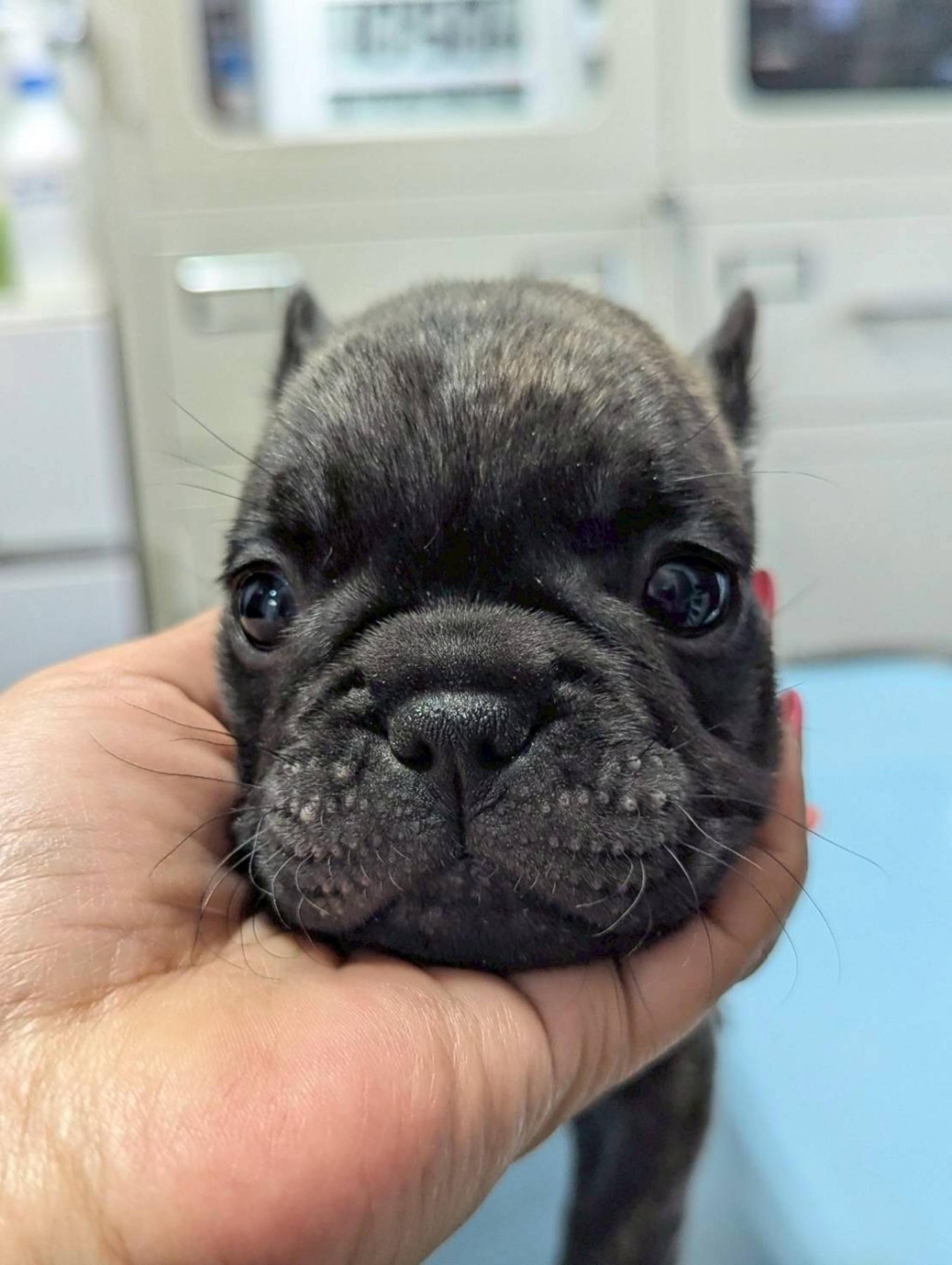 pet-image-4