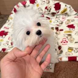 thumb-5