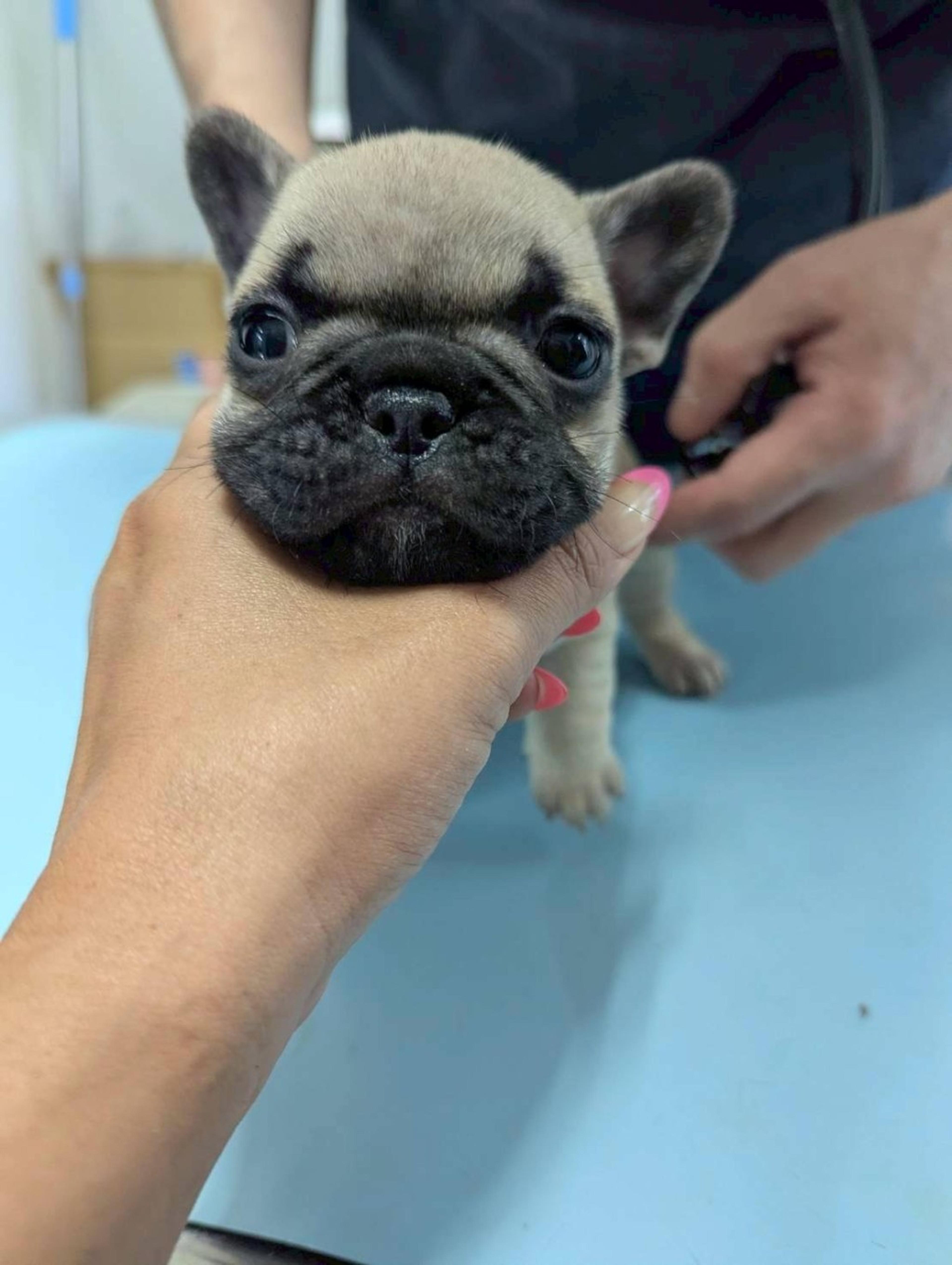 pet-image-3