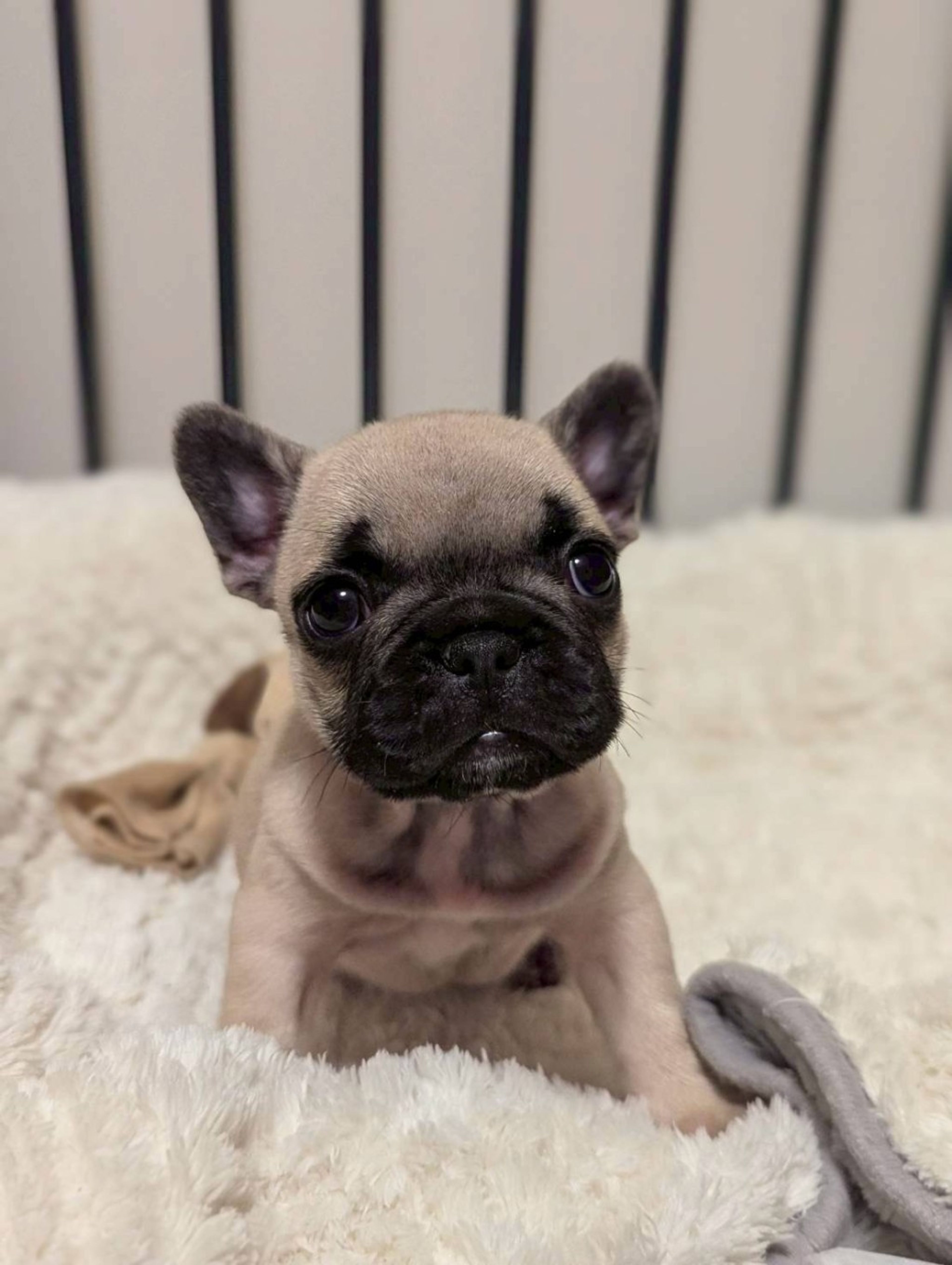 フレンチ・ブルドッグ・メスの里親募集の写真