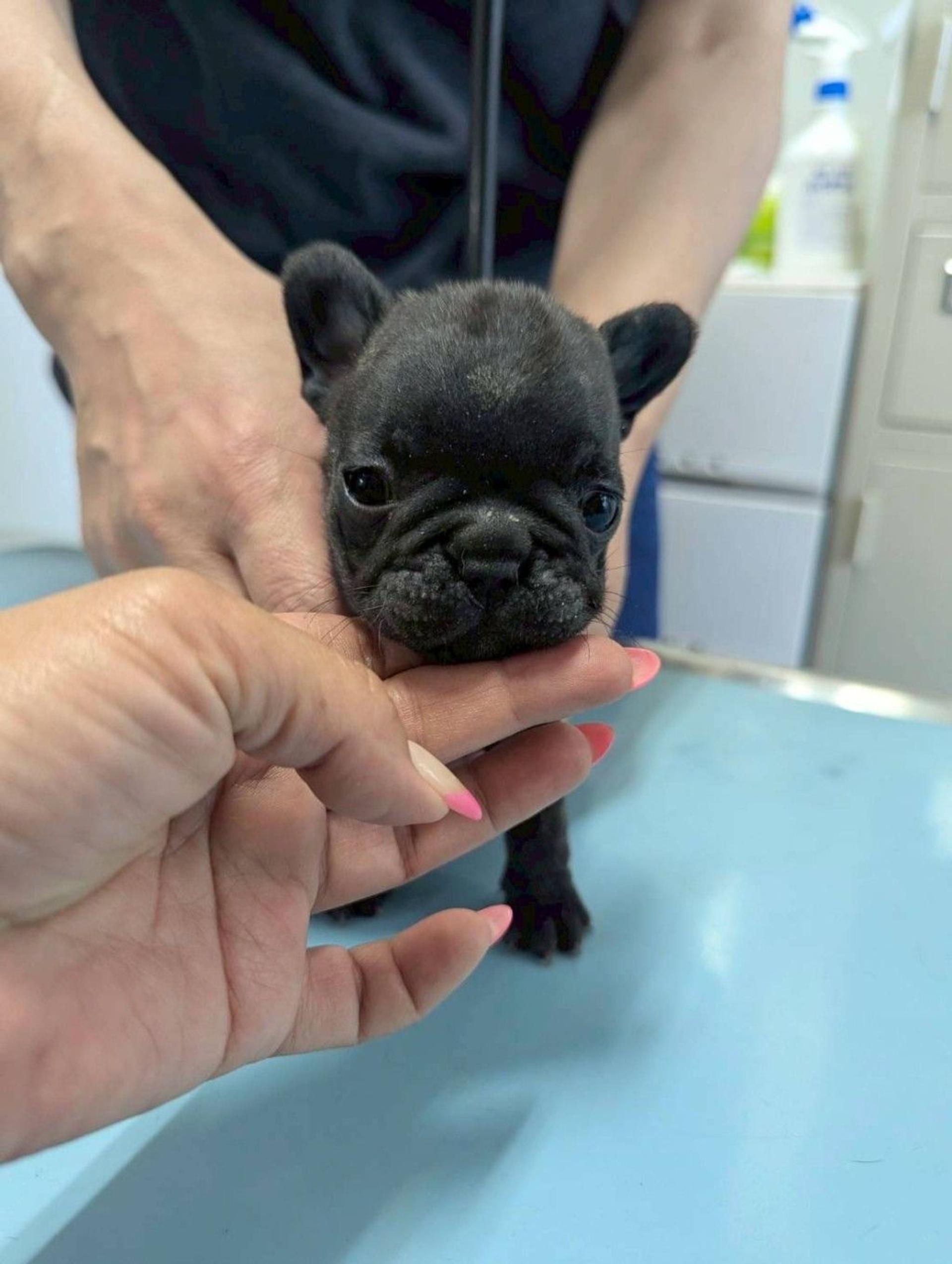 pet-image-3