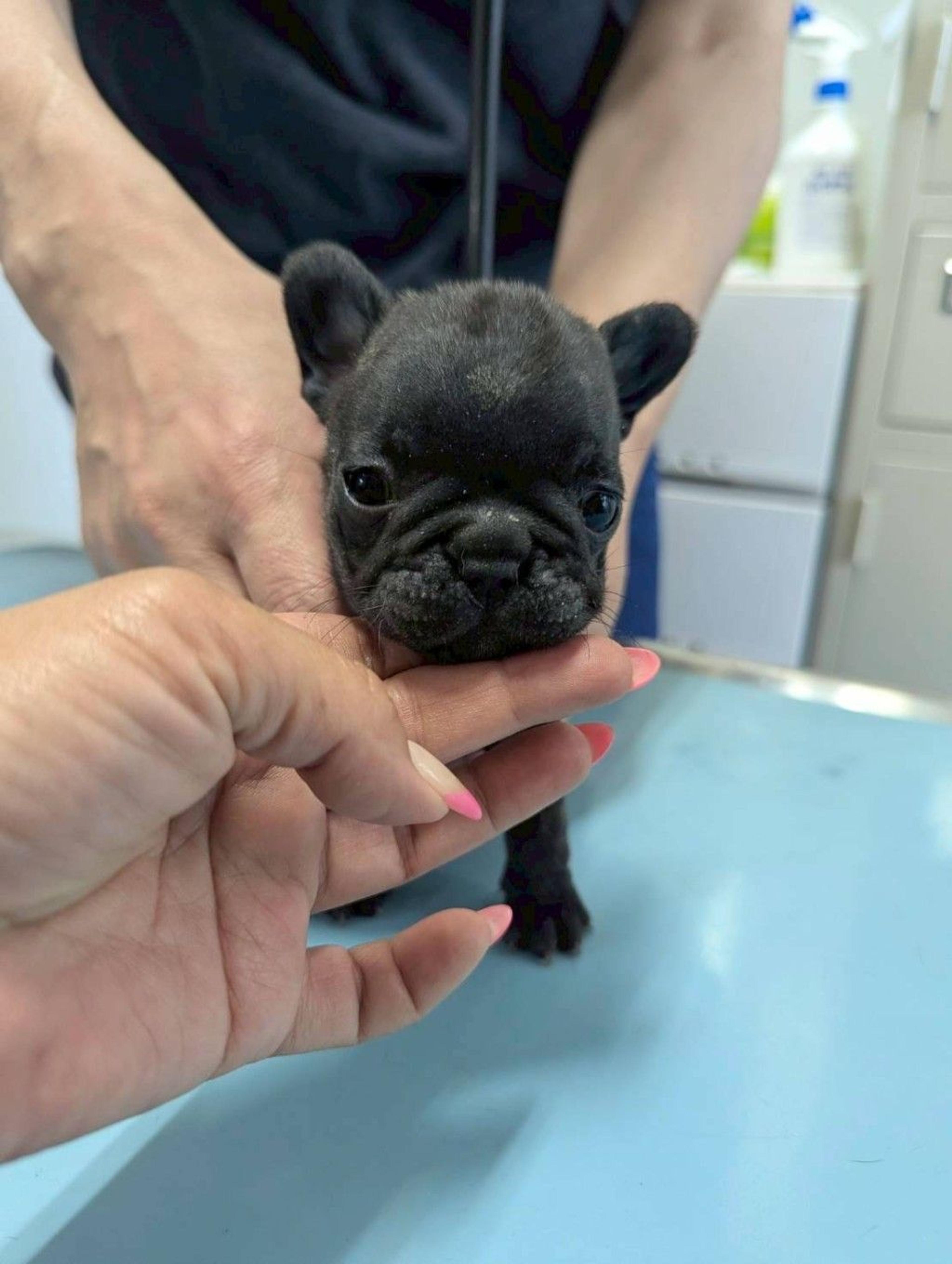 pet-image-3